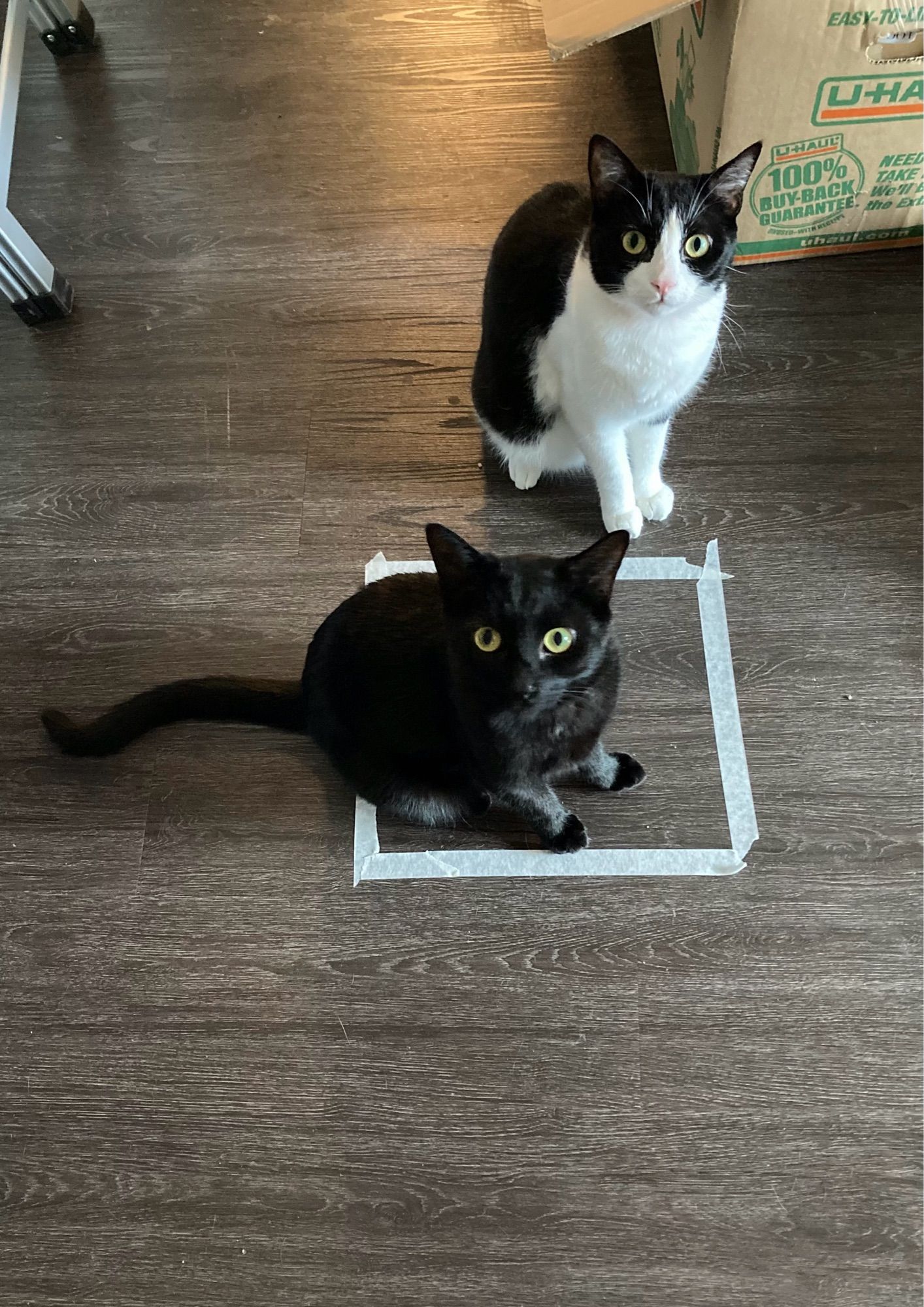 A black cat crouched in a square of masking tape on a hardwood-lookalike floor. A tuxedo cat sits behind him. They have been summoned.