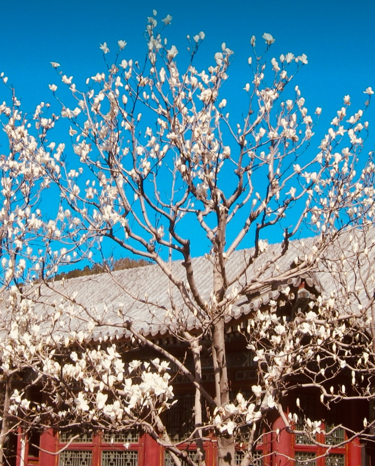 Eine Yulan-Magnolie vor einem strahlend blauen Himmel. Ein Meer von reinweißen Blüten an unbelaubten Zweigen. Sie trägt eine mehrstämmige breite Krone. Im Hintergrund ein fernöstlicher Tempel mit roten Holzelementen.