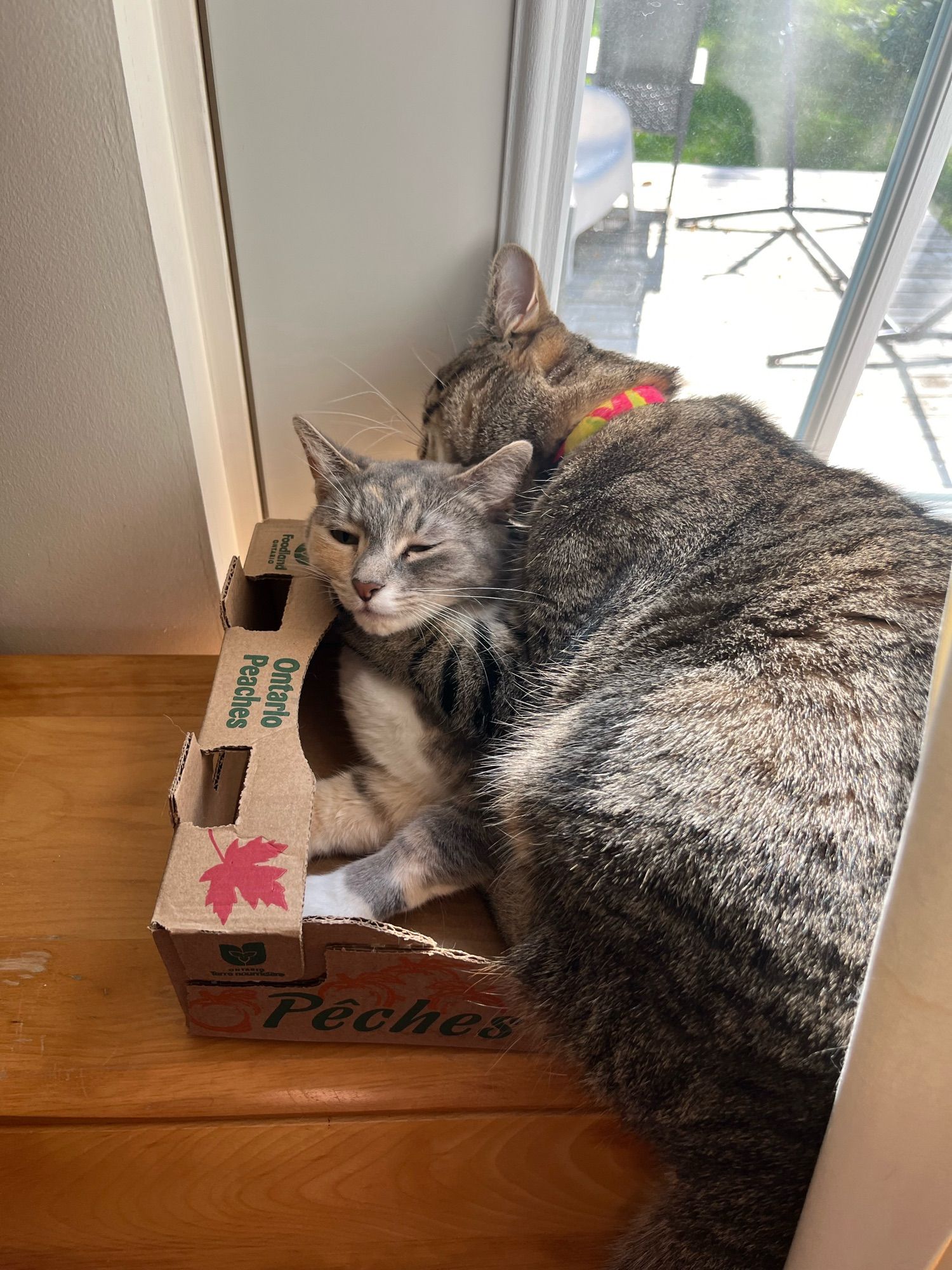 An asshole cat on top of a sweet tender lady cat who was asleep in her cozy box and is now being chomped in the neck by the asshole cat