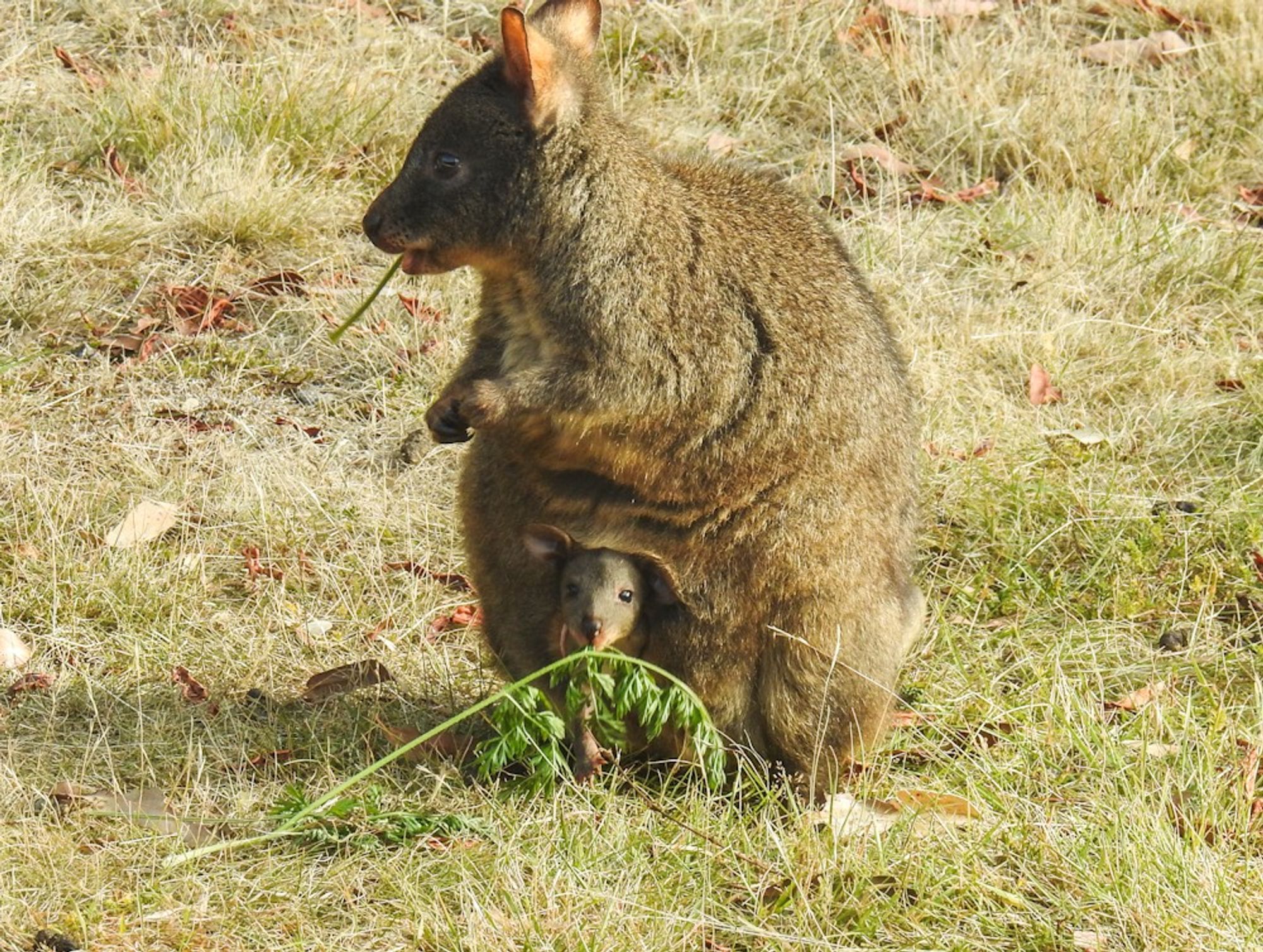 A female Tasmanian pademelon with small joey in pouch, each eating carrot leaves.