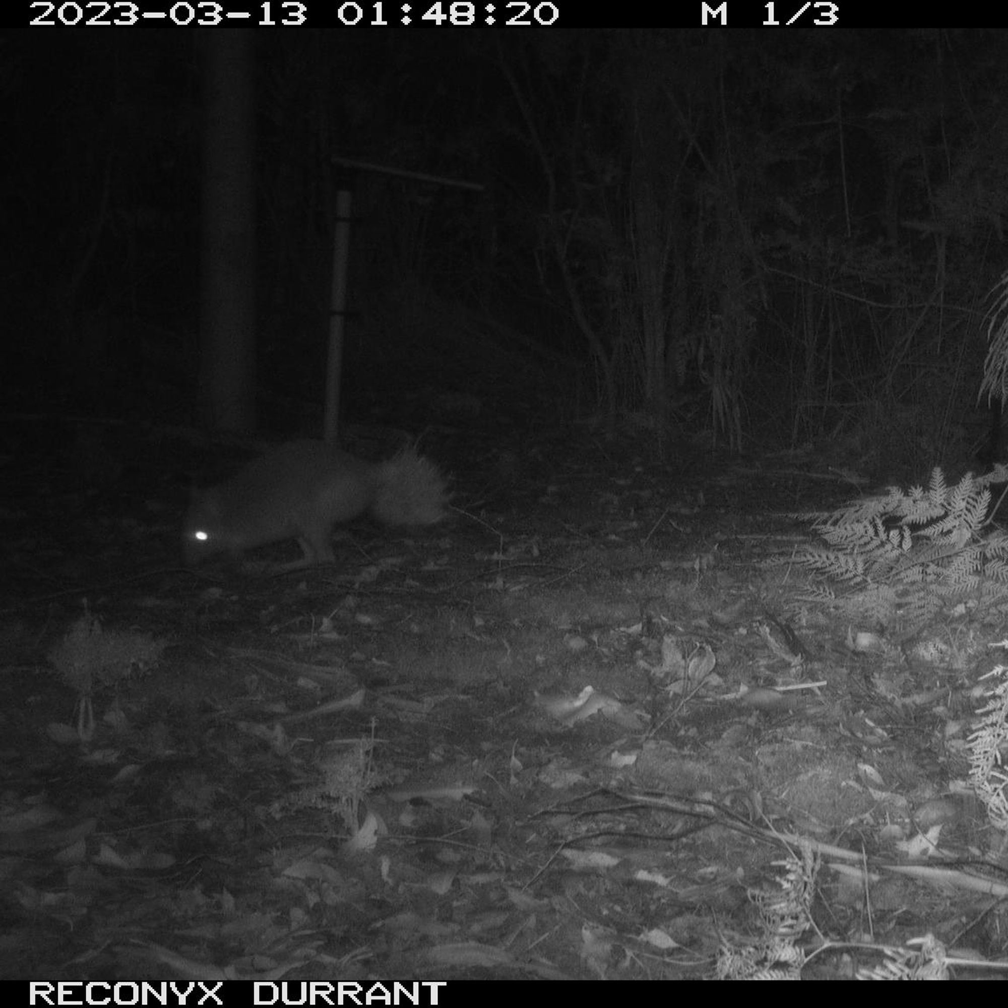 Tasmanian Bettong carrying bracken using its tail