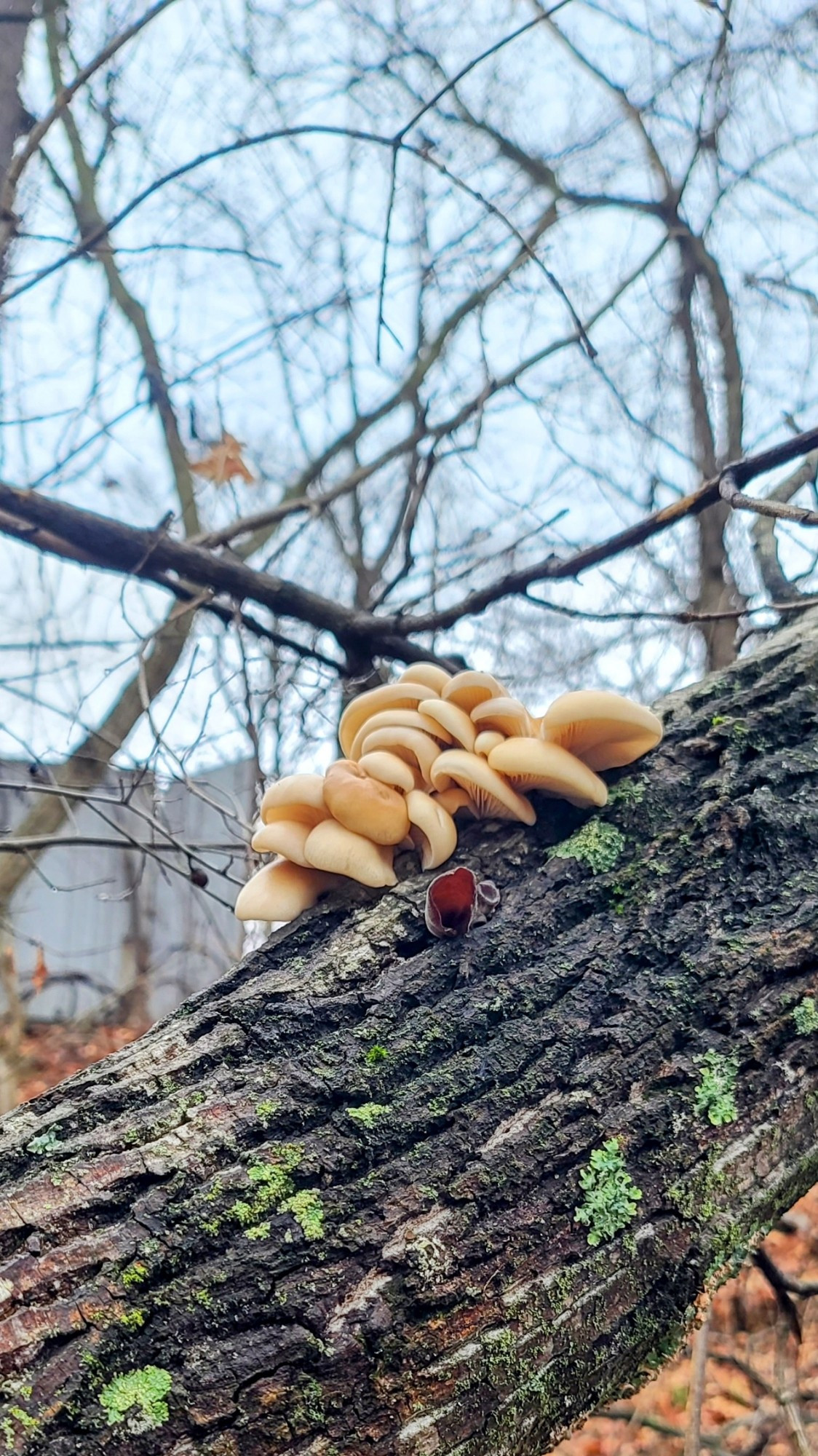 Oyster mushrooms on a log