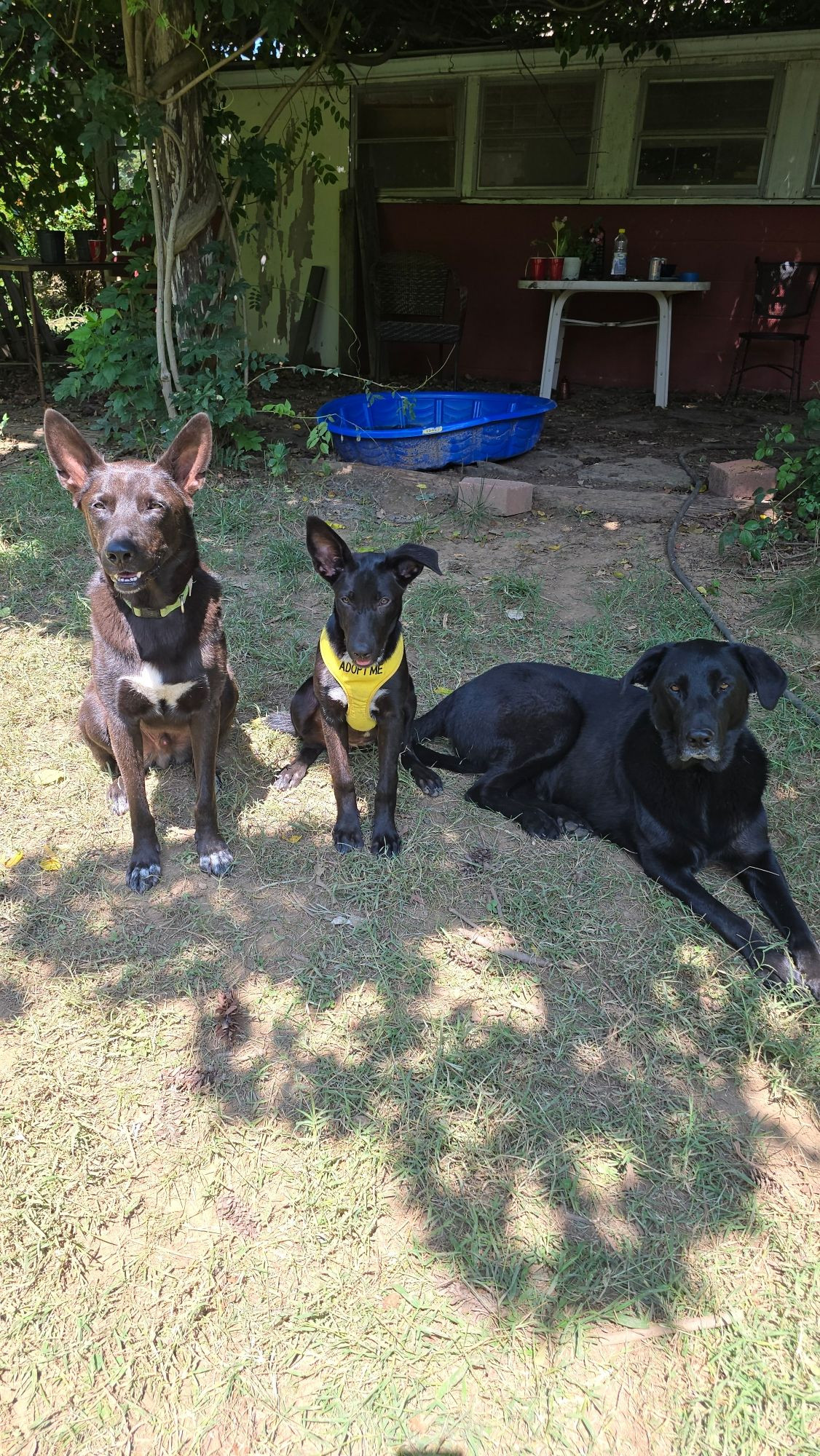 Three black German shepherd mix dogs posed outside in a yard, the left one with pointed ears, the middle one a juvenile dog with one pointy ear and one flipped over ear, and the third dog lying down with floppy ears. The juvenile half-flop dog is wearing an "adopt me" harness