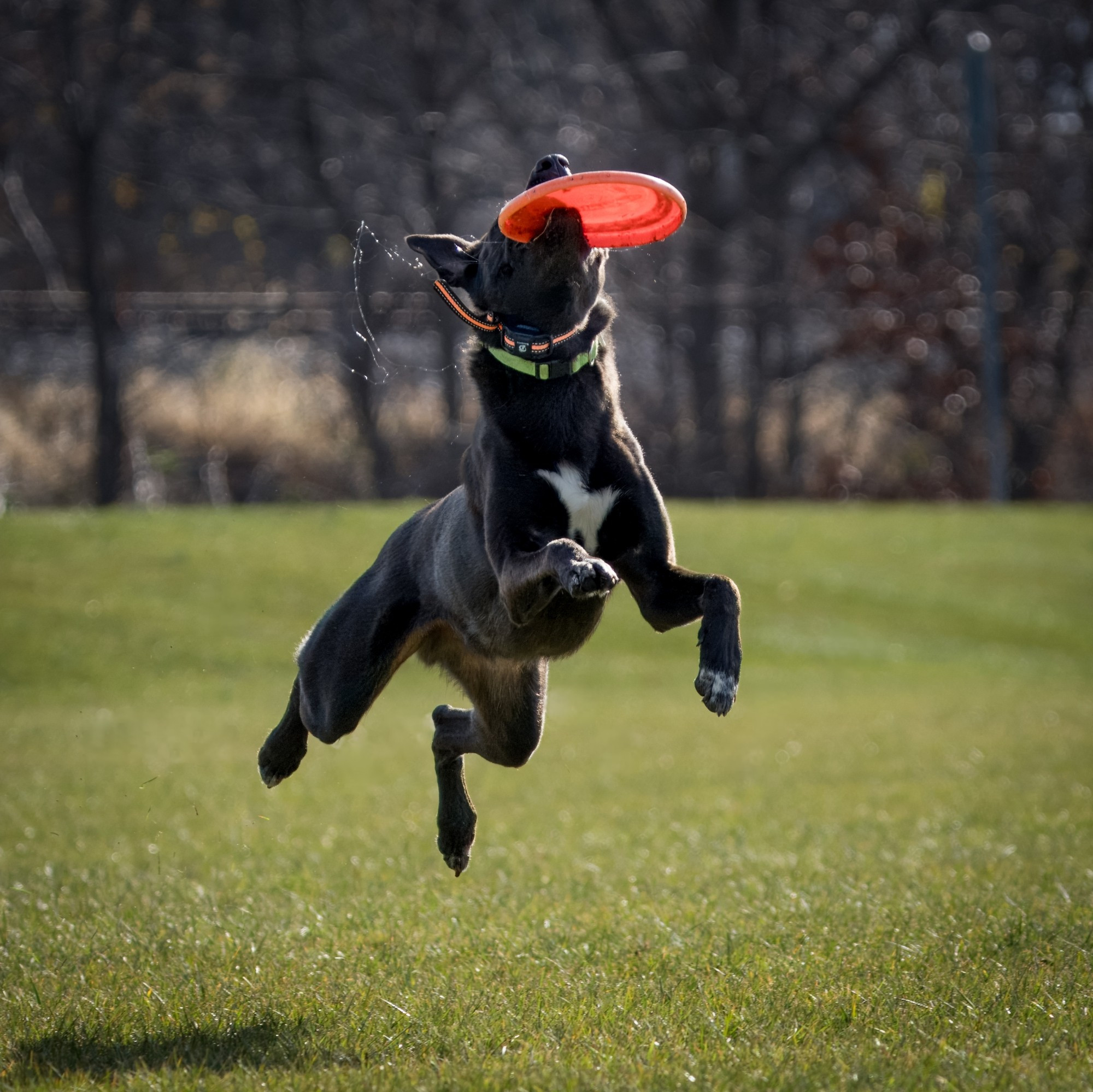 A black dog with a white star on his chest catching a frisbee midair