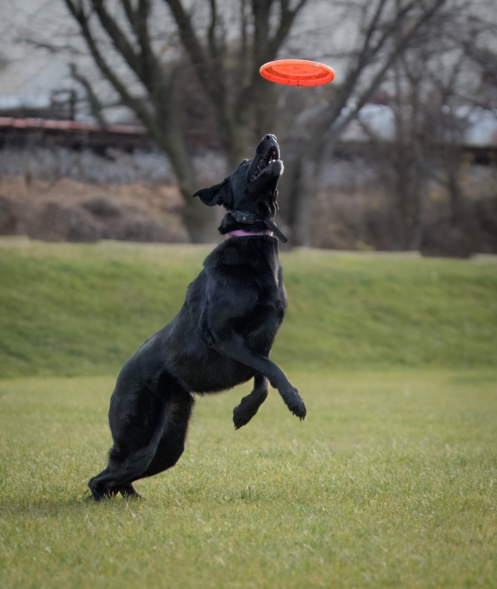 A black dog leaping up to catch a frisbee