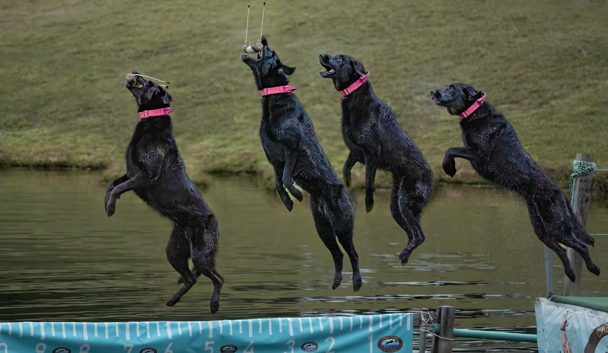 Photo with superimposed series of images of a black lab-type dog in a pink collar leaping off a dock to reach and grab a suspended bumper hanging over a pond.