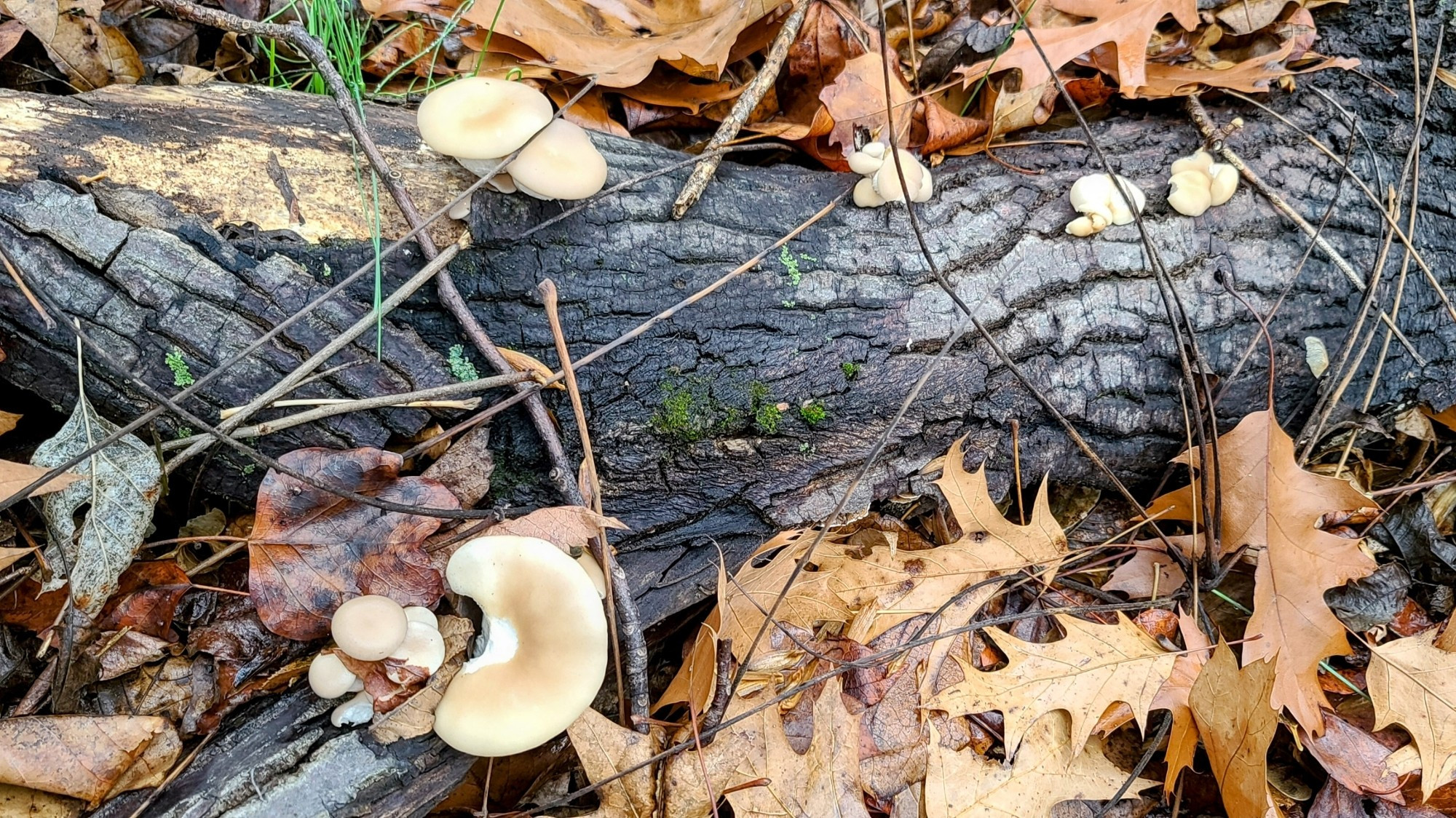 Several small clumps of whitish oyster mushrooms on a log with fallen leaves