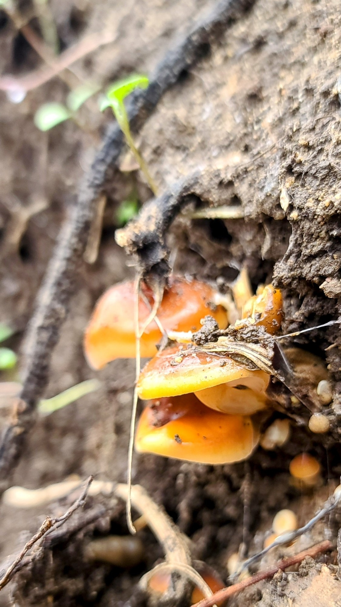 Small orange capped mushrooms