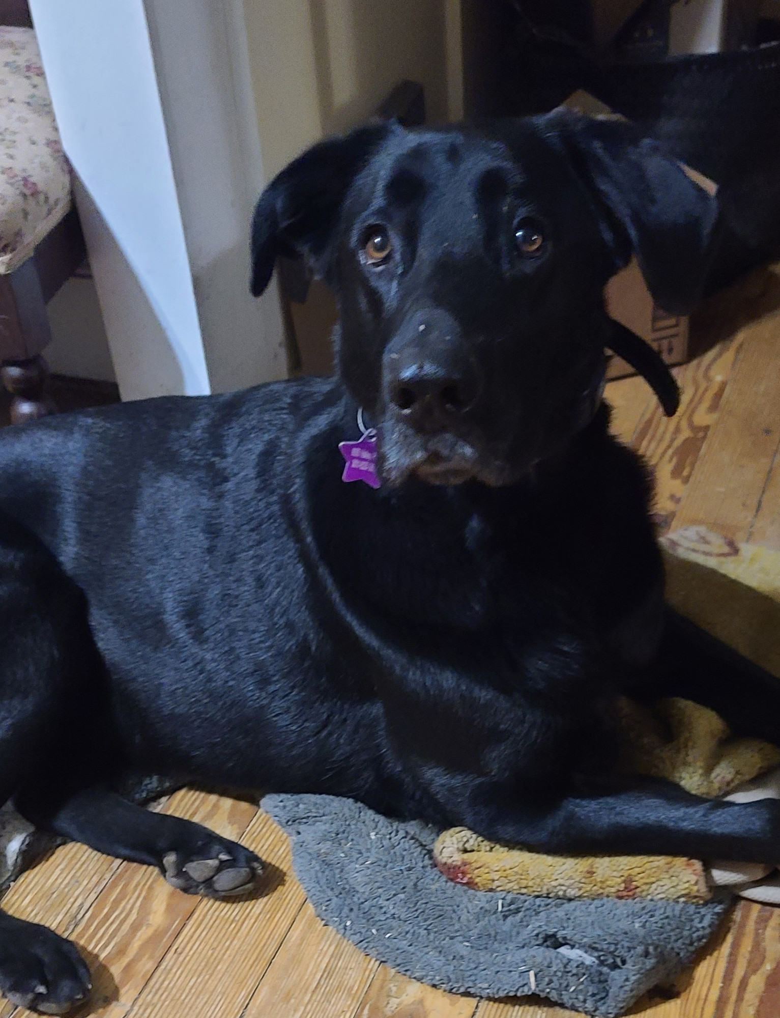 A black lab mix dog with soft brown eyes laying on a wooden floor