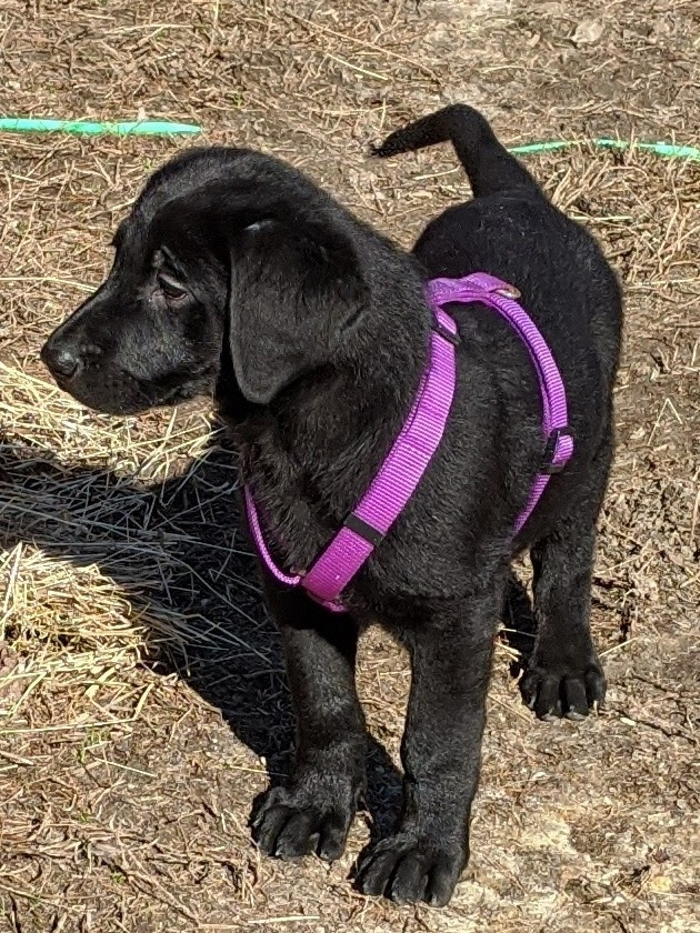 A very cute black lab mix puppy standing outside in a barnyard wearing a purple harness