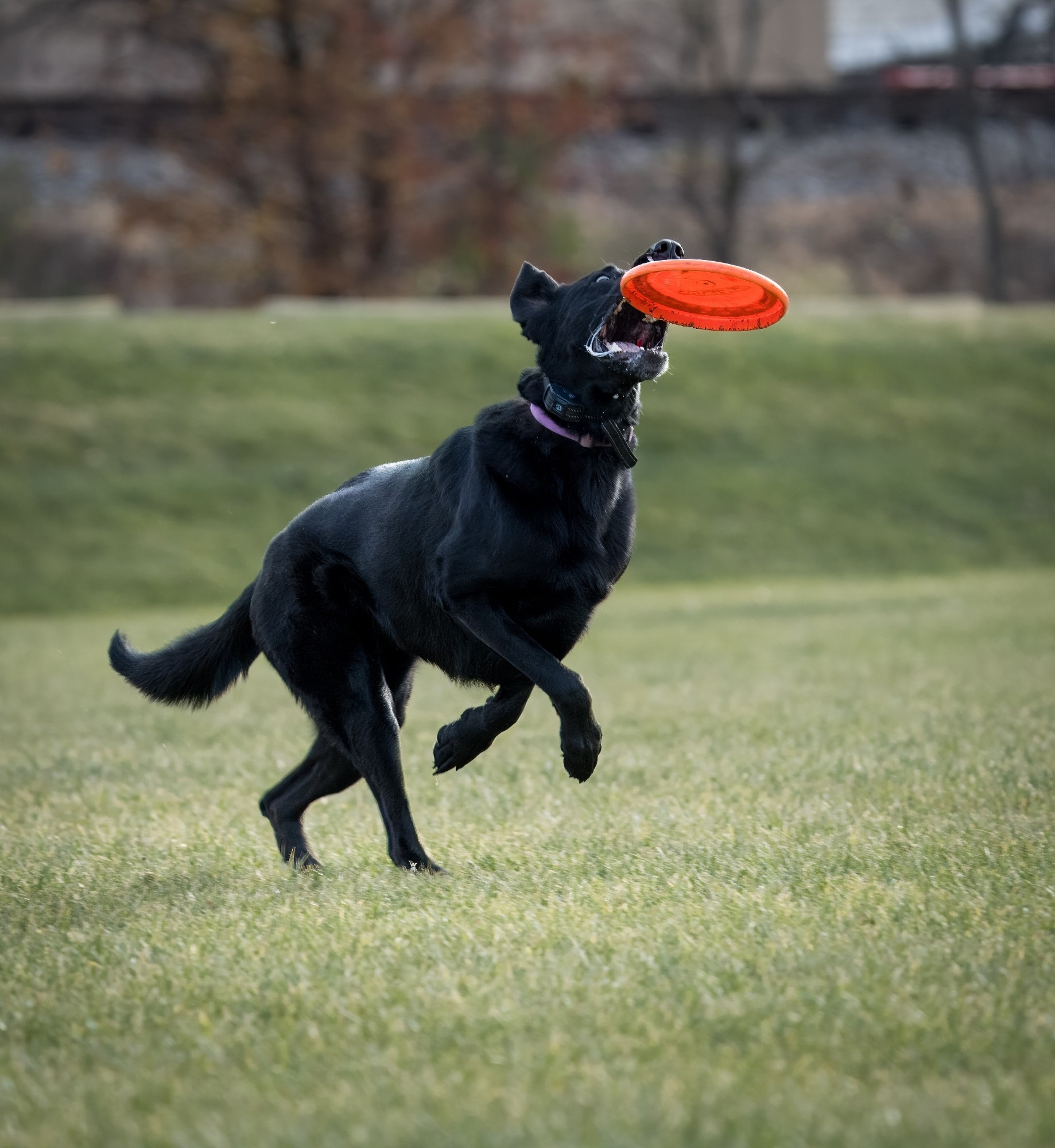 A black dog about to catch a frisbee