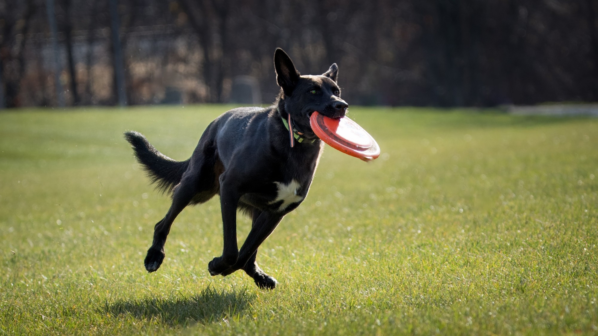 A black dog with a white star on his chest running with a frisbee