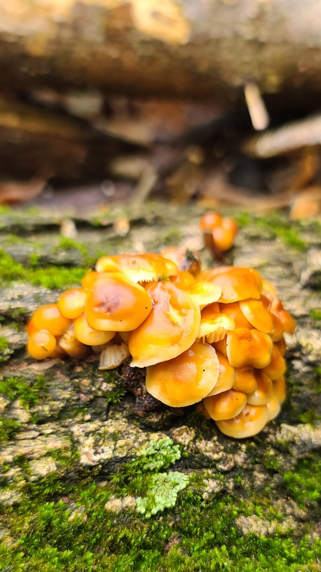 A tight clump of orange capped mushrooms on a mossy log