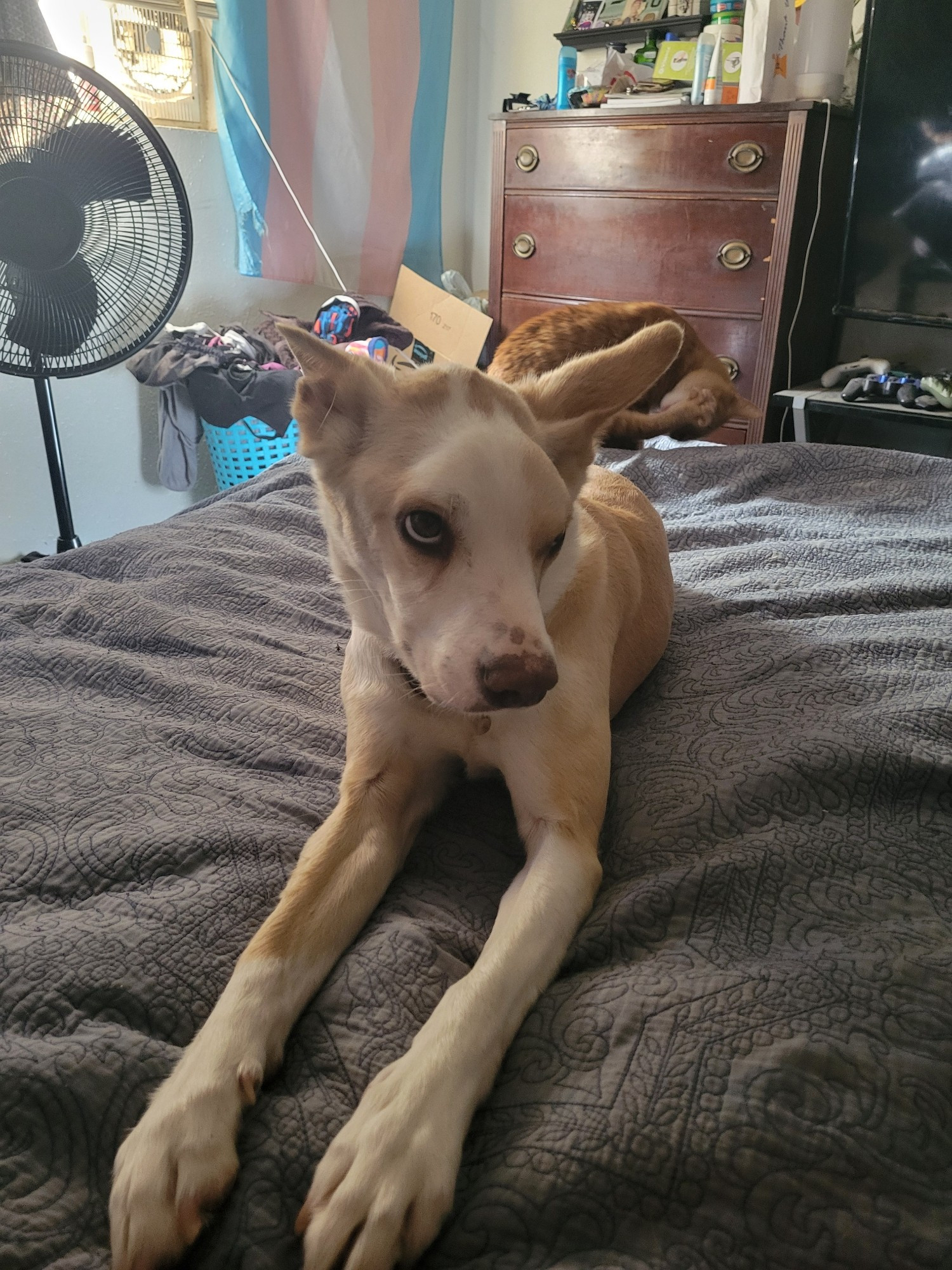 Tan and white dog with a funny facial expression against a backdrop of bedroom mess