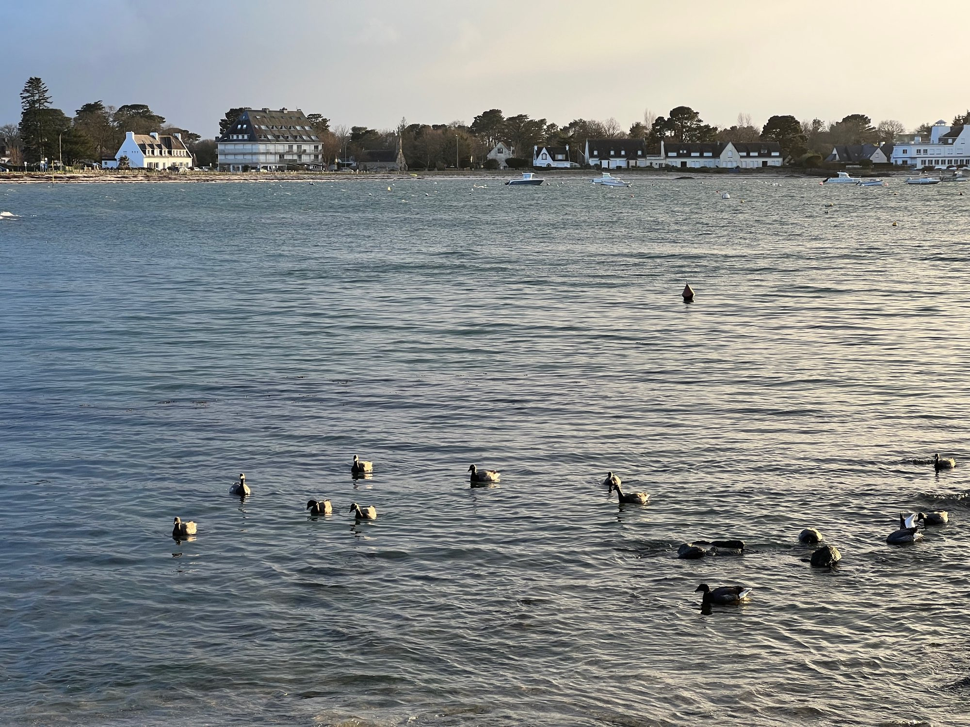 Fin de journée, les rayons bas du soleil éclairent les maisons au fond de la ria, des canards sauvages sur l’eau au premier plan