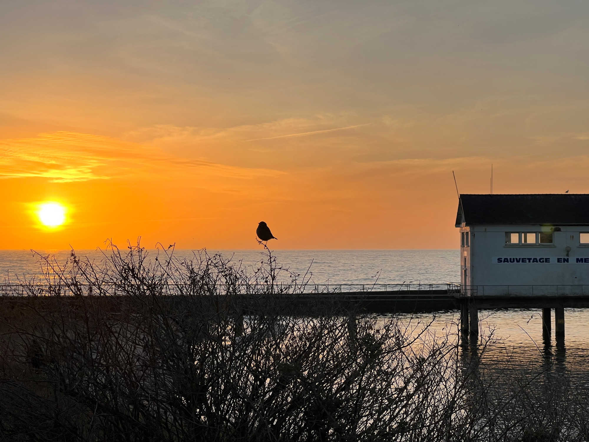 Coucher du soleil sur la mer, un rouge-gorge admire le ciel