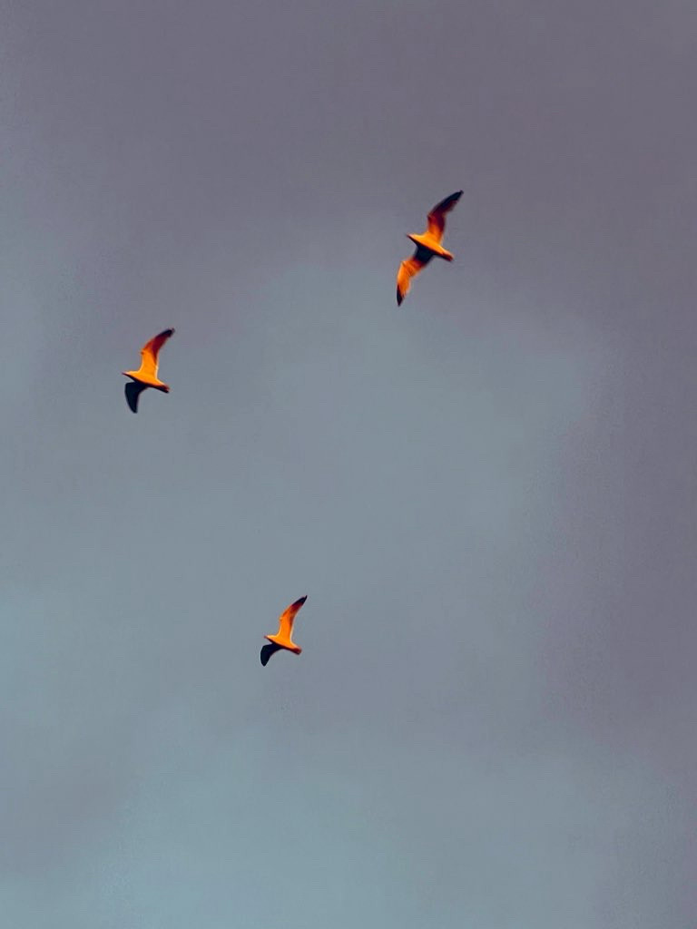 Trois goélands volent dans un ciel gris, éclairés pour les derniers rayons du soleil