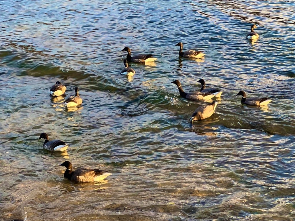 Vue des canards sauvages sur l’eau