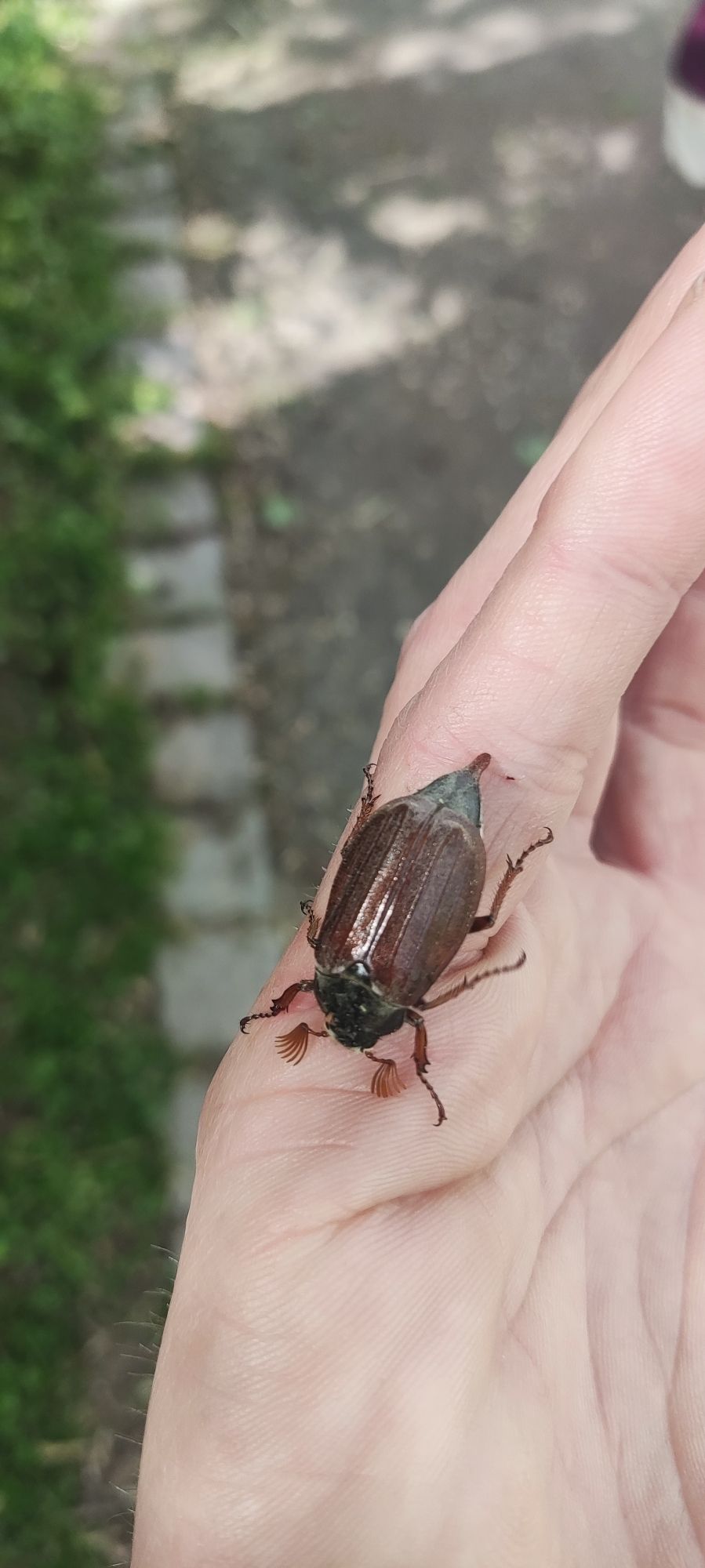 Maikäfer auf Hand