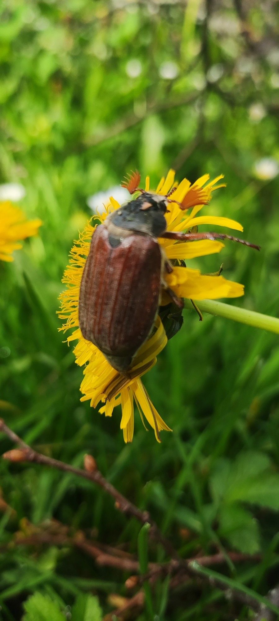 Maikäfer auf Blume