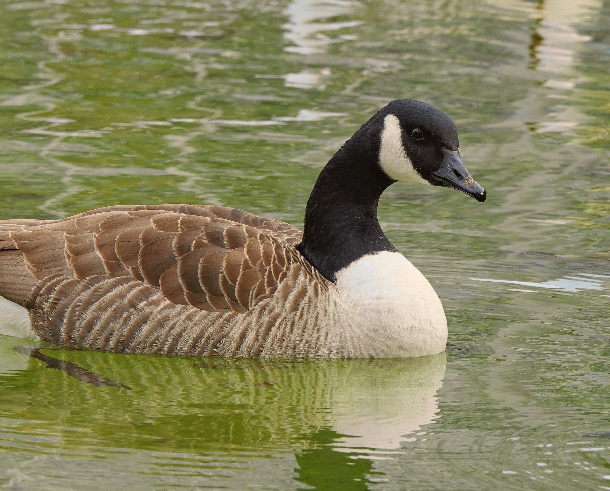 schwimmende Kanadagans (Branta canadensis) von der Seite