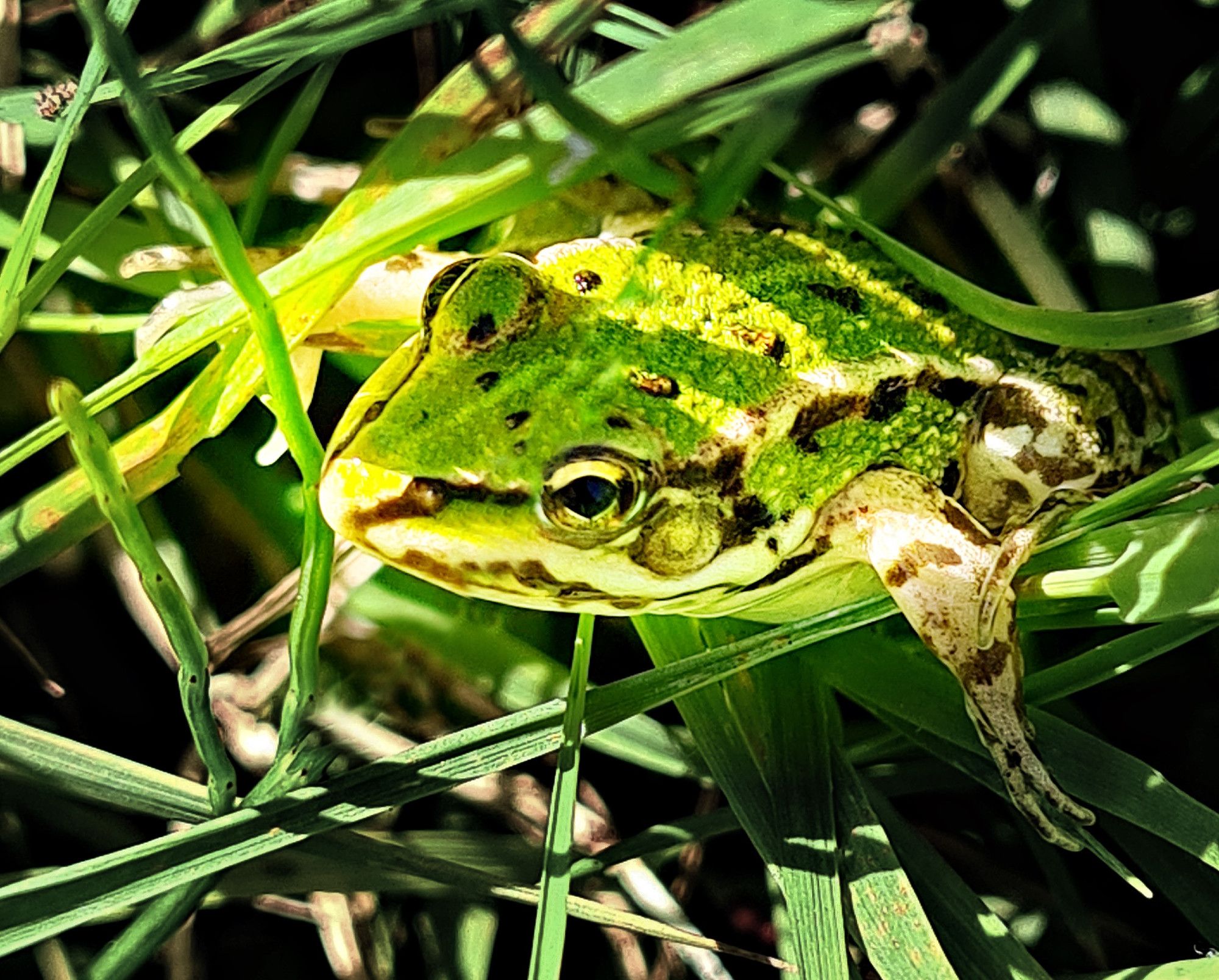 Kleiner Wasserfrosch (Pelophylax lessonae) im Gras