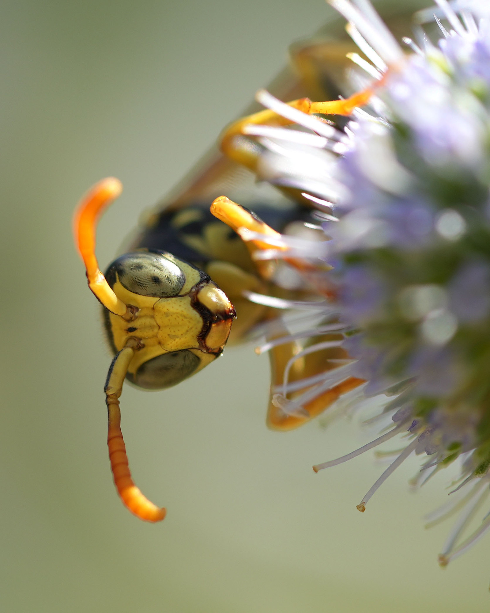 eine männliche Feldwespe (Polistes dominula) schaut neugierig hinter einer lila Blüte hervor