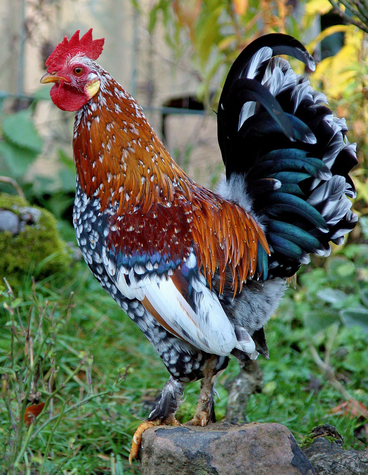 ein wunderschöner kleiner Hahn der Rasse Steinpiperl/Steinhendl (Gallus gallus domesticus)