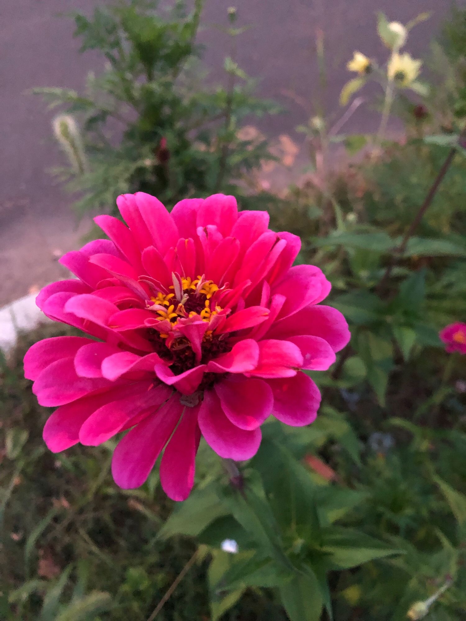 A close-up view of a bright pink Zinnia flowerhead along a roadway sidewalk verge.