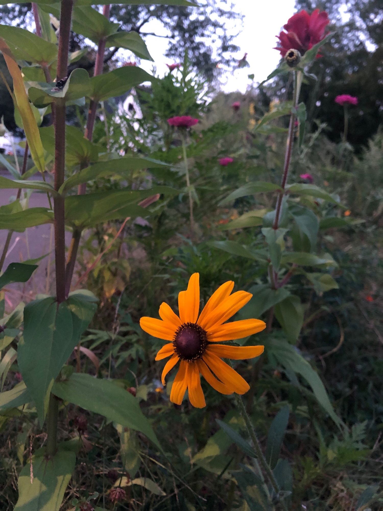 A cadmium yellow Rudbeckia flowerhead with pink Zinnias peaking out of a sidewalk verge in the background. Dusky time of day and image tone. The flower colors are popping.