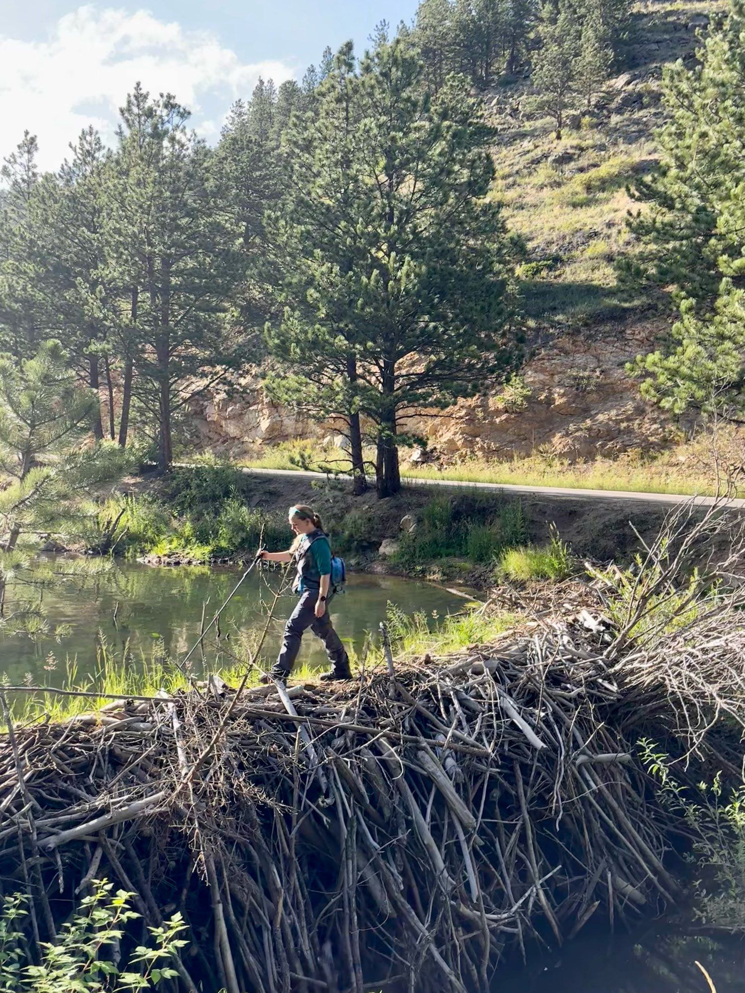 Me in waders walking along the crest of a very tall beaver dam!