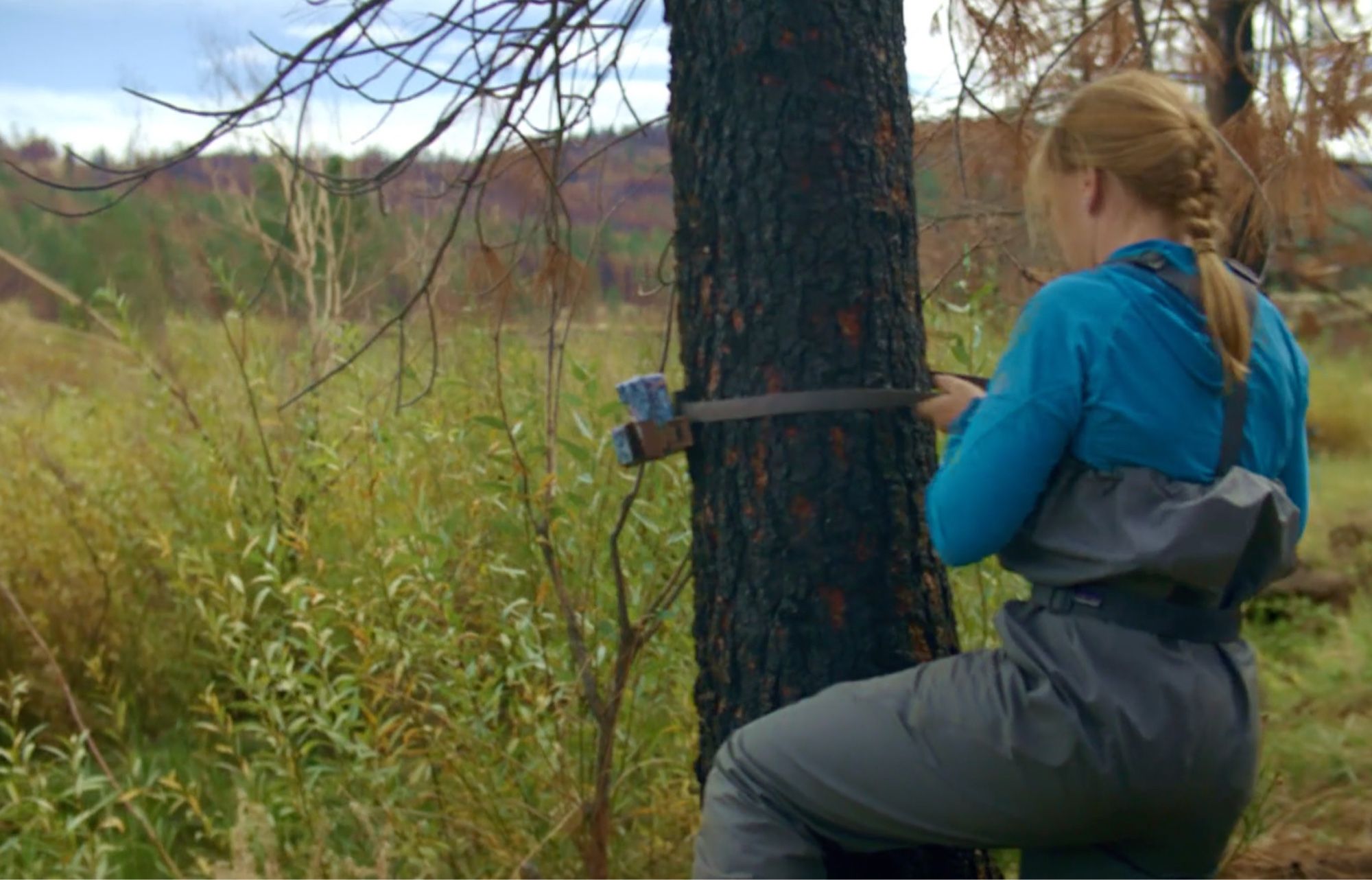 Attaching a trail camera to a burnt tree overlooking a beaver wetland