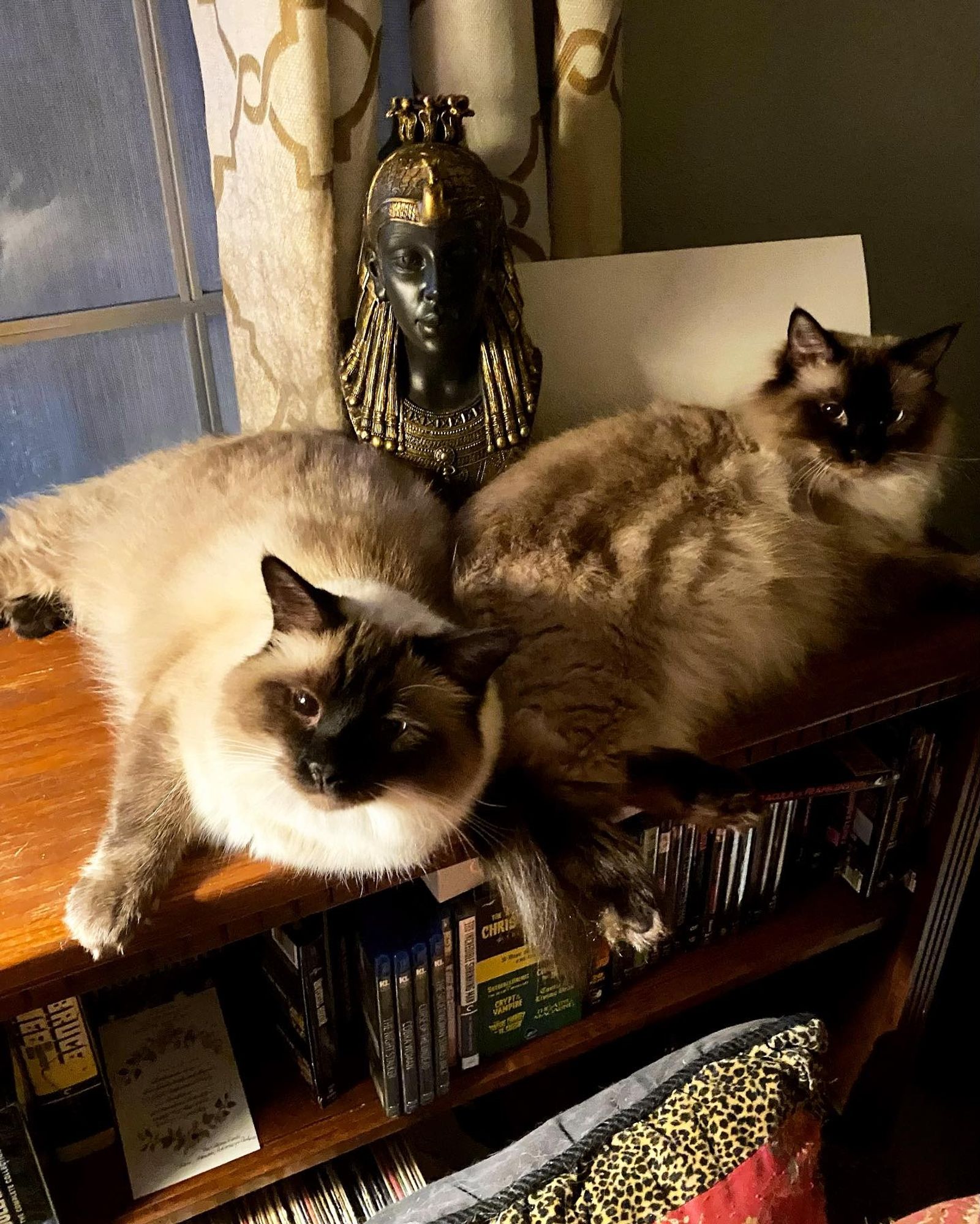 Two long haired Siamese cat sisters on a bookshelf in front of a statue of Cleopatra.