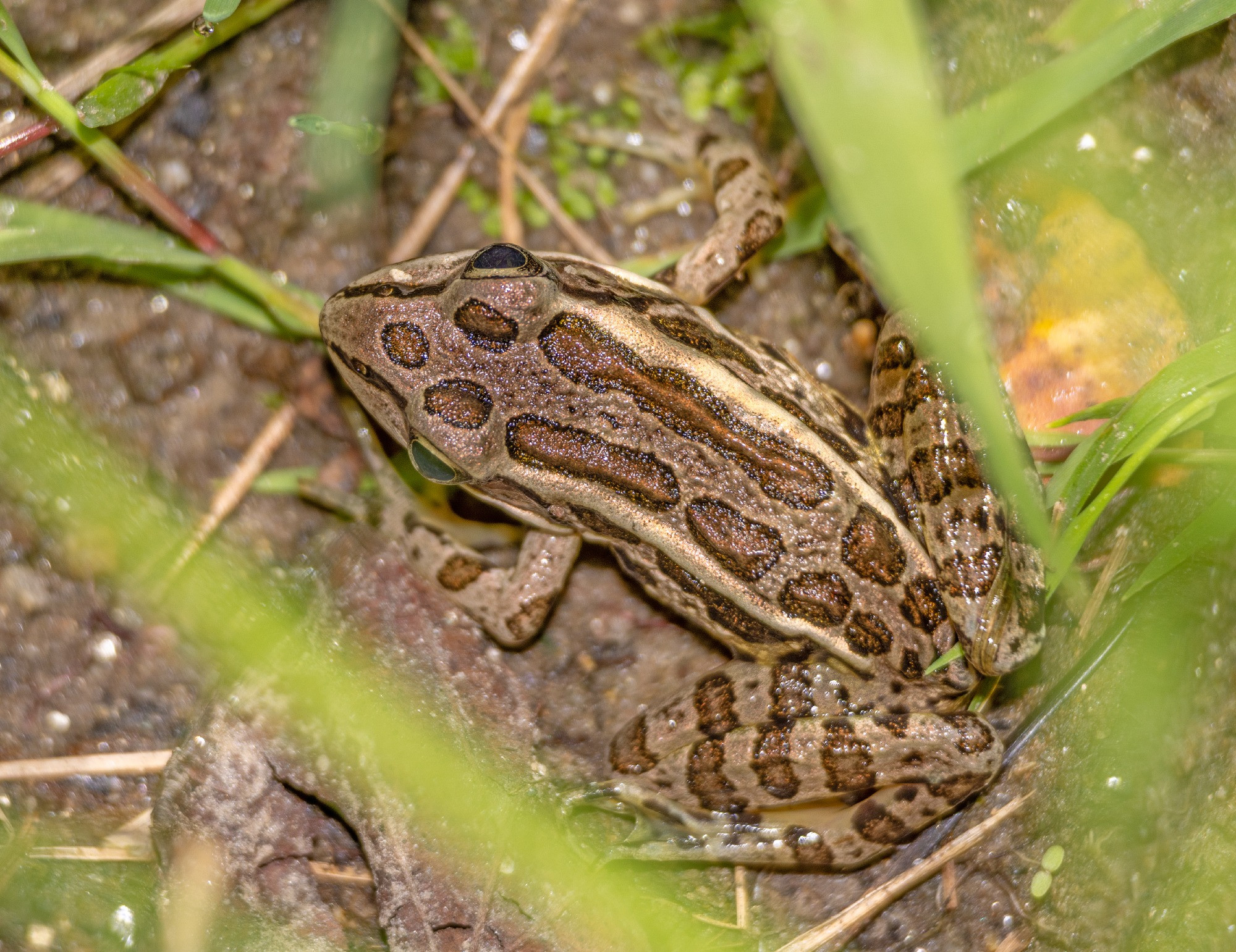 Photo of a small frog hidden in the grassy margin of a pond.
