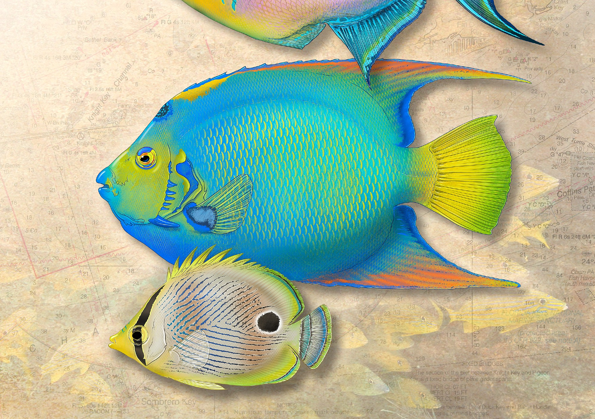 Detail of four coral reef fish species from the reefs off the northern Florida Keys.