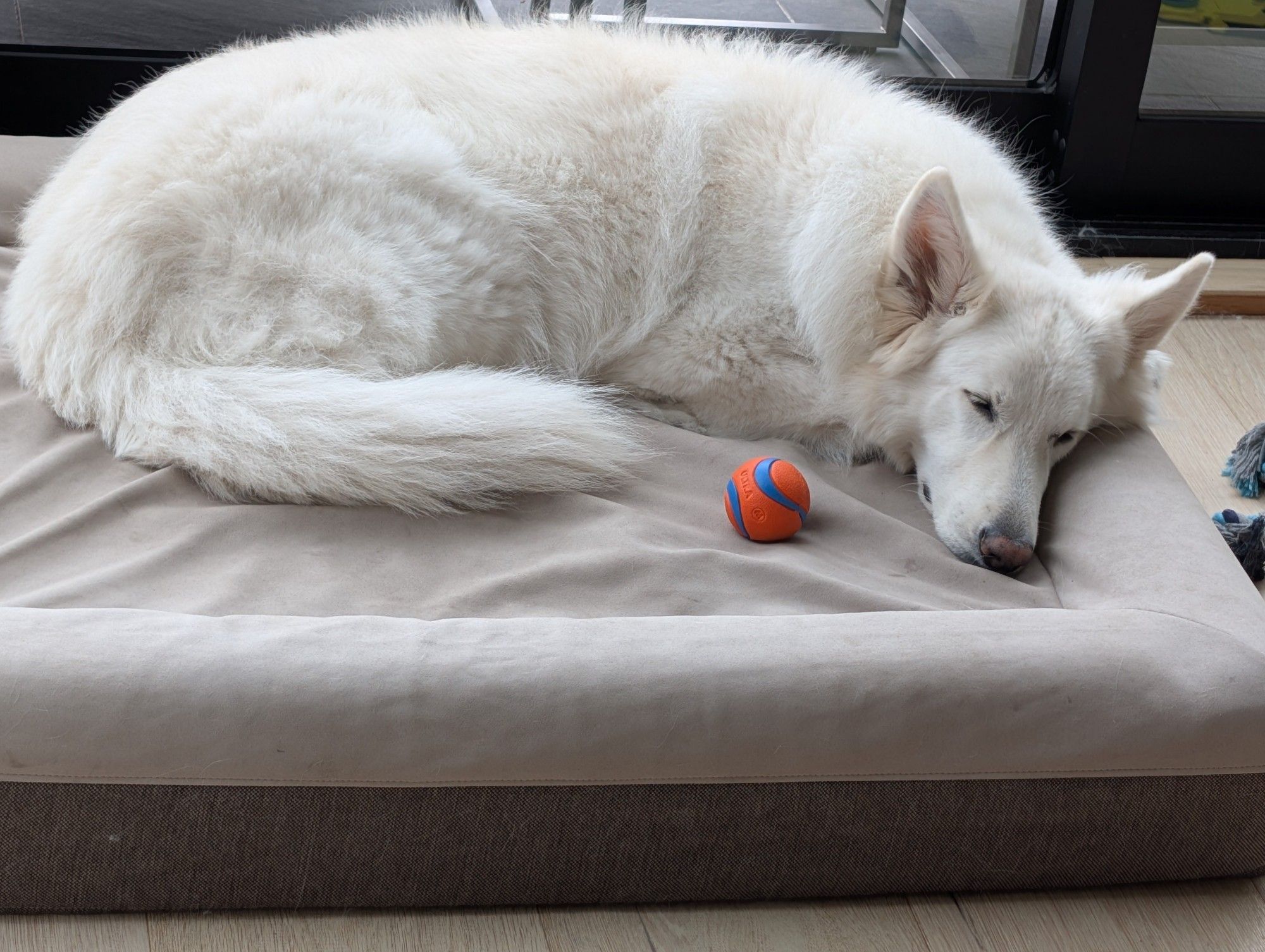 Seven the white Swiss Shepard snoozing fitfully on her bed