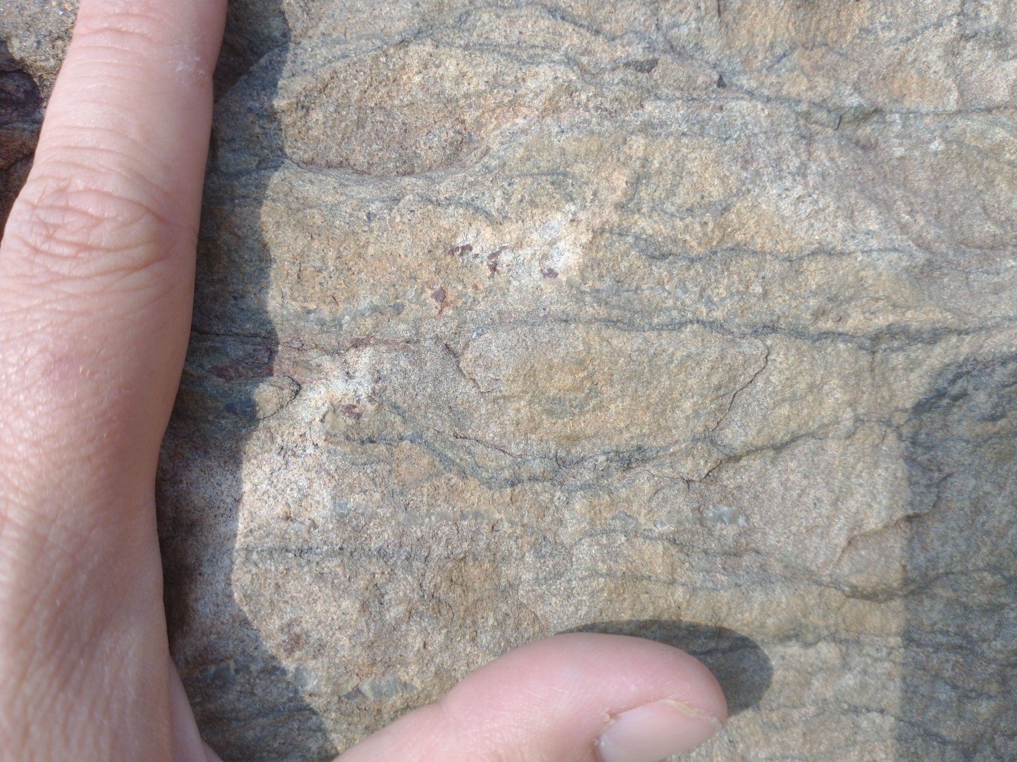 A close-up image of a pale gray sedimentary rock. The rock face has multiple, approximately horizontal, crinkled, dark gray lines across it that are about the same thickness as pencil lines. The lines are variably separated by millimeters to centimeters of unlined sediment. My hand is visible on the left side of the photo for scale.