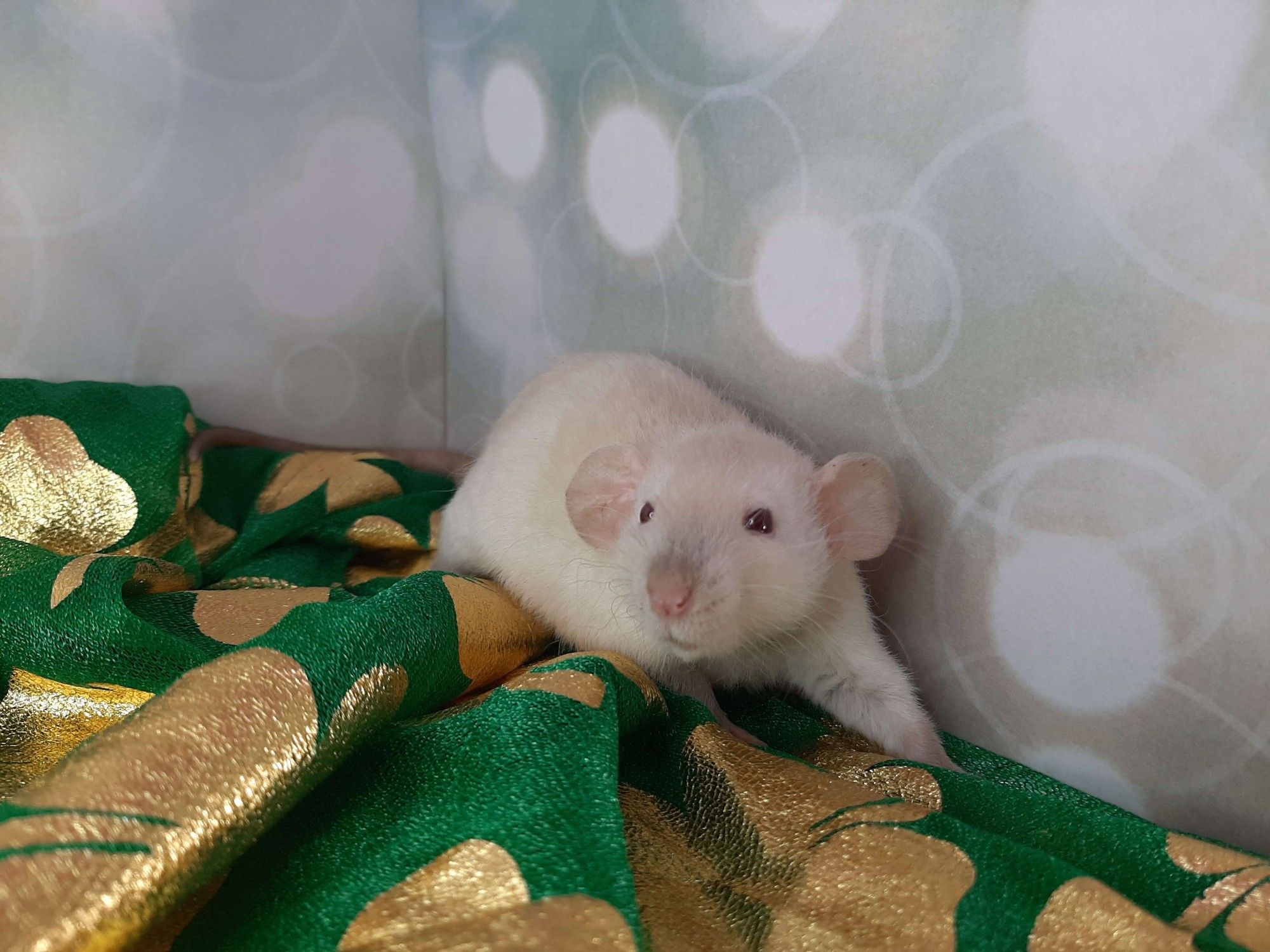 A young siamese dumbo fancy rat sits on a green and gold cloth, looking just to the left of the camera.