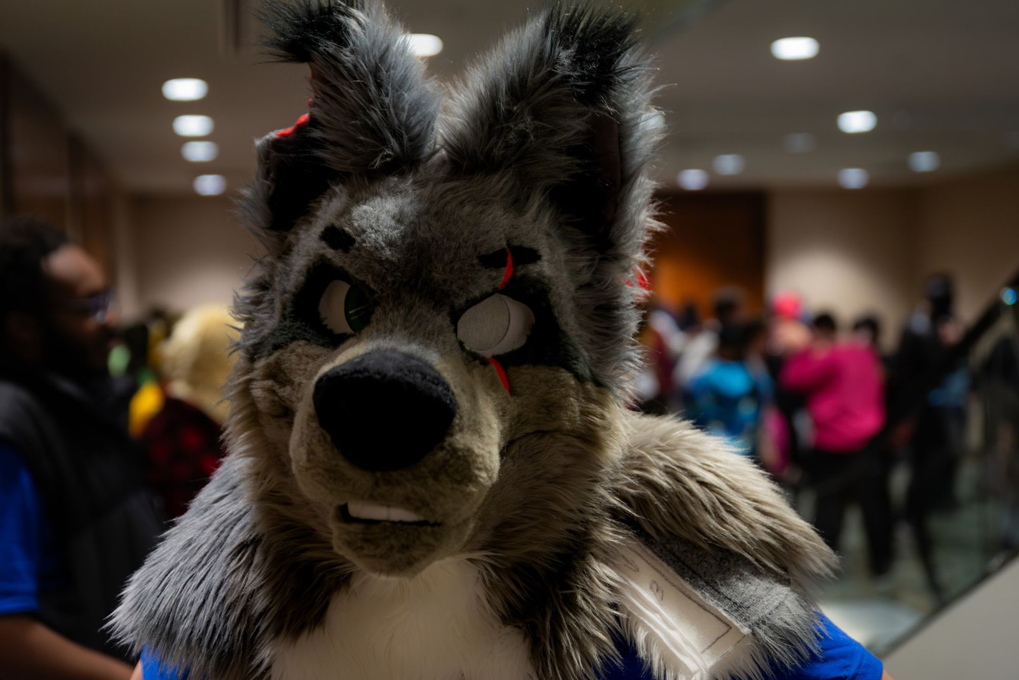 A gray wolf fursuit head with a bite of of his right ear and a white left eye.