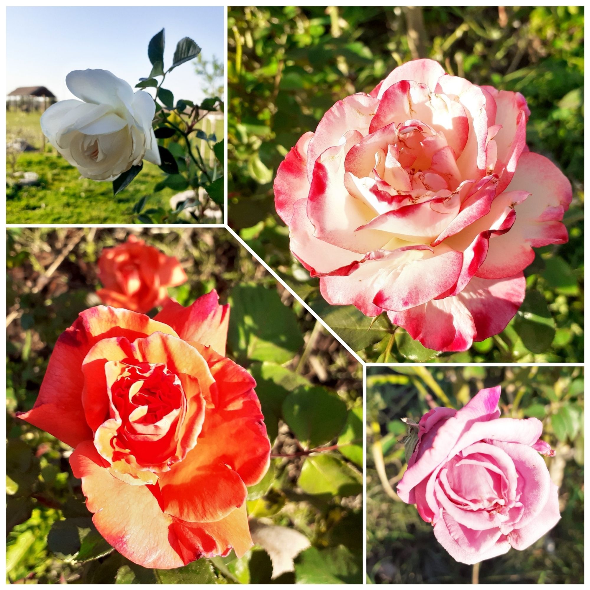 A collection of roses: white, white with bright pink edges, bright orange/salmon and pale pink/violet.