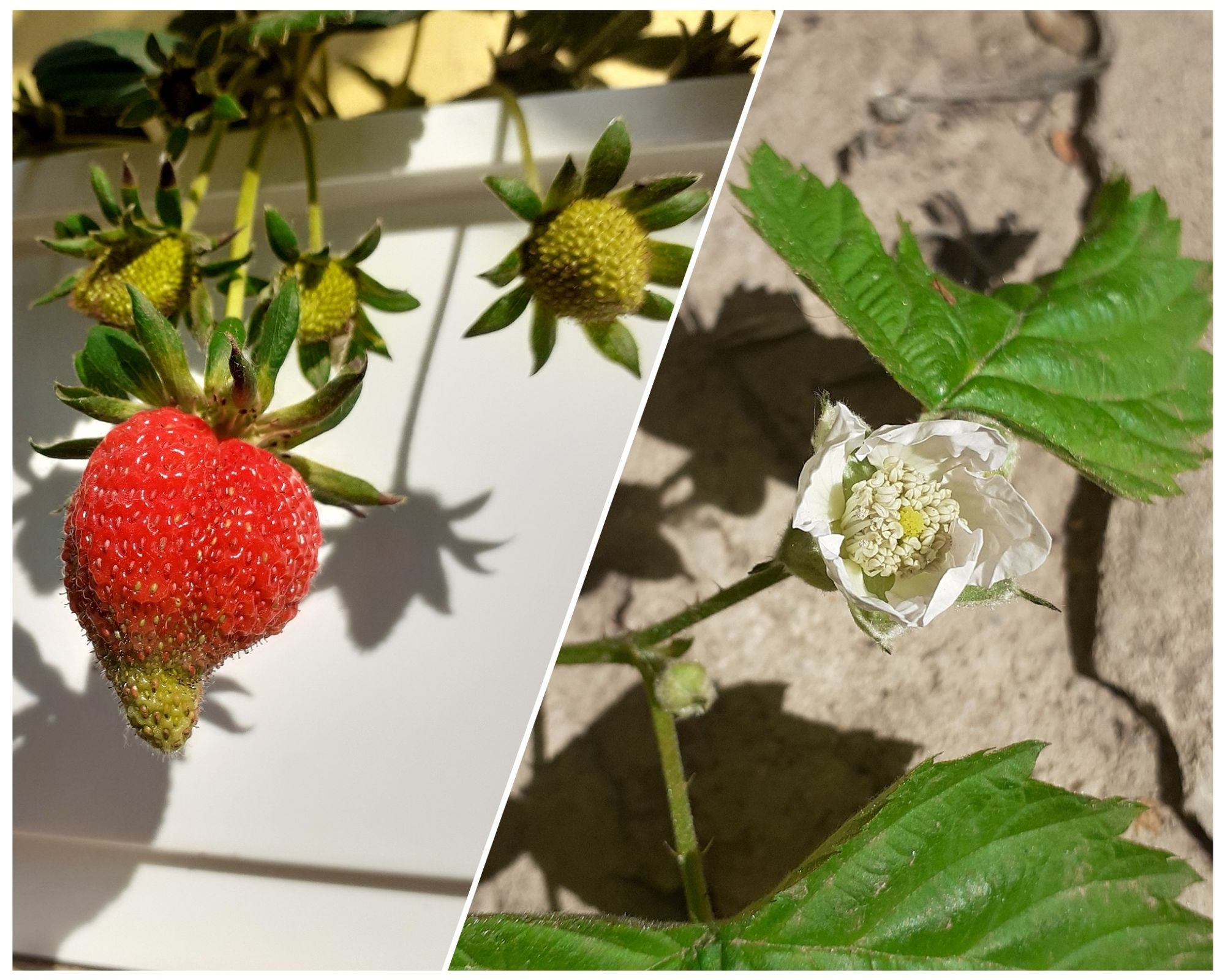 Left: ripening strawberry with other smaller fruits in the background.
Right: raspberry flower and leaves.