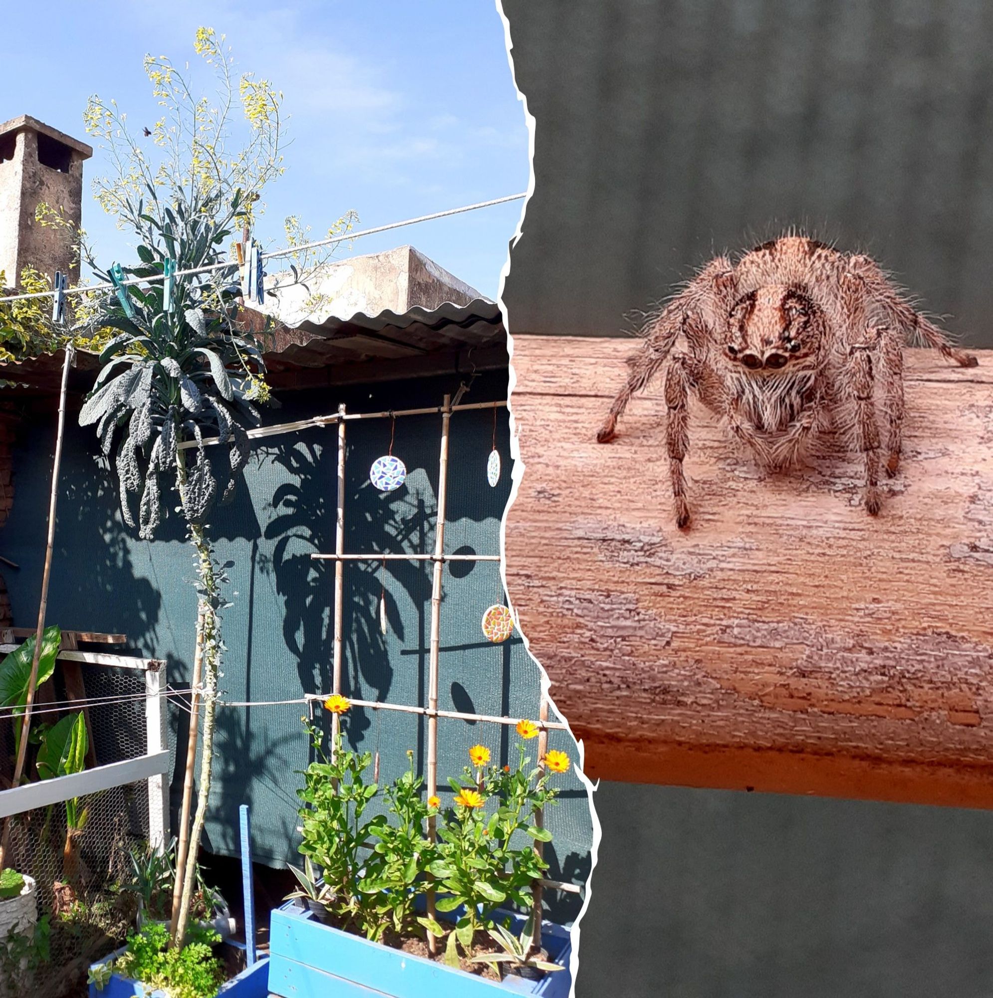 Left: a kale 'tree' over 2.5m tall topped with flowers and a container filled with calendula.
Right: a very sad looking spider.