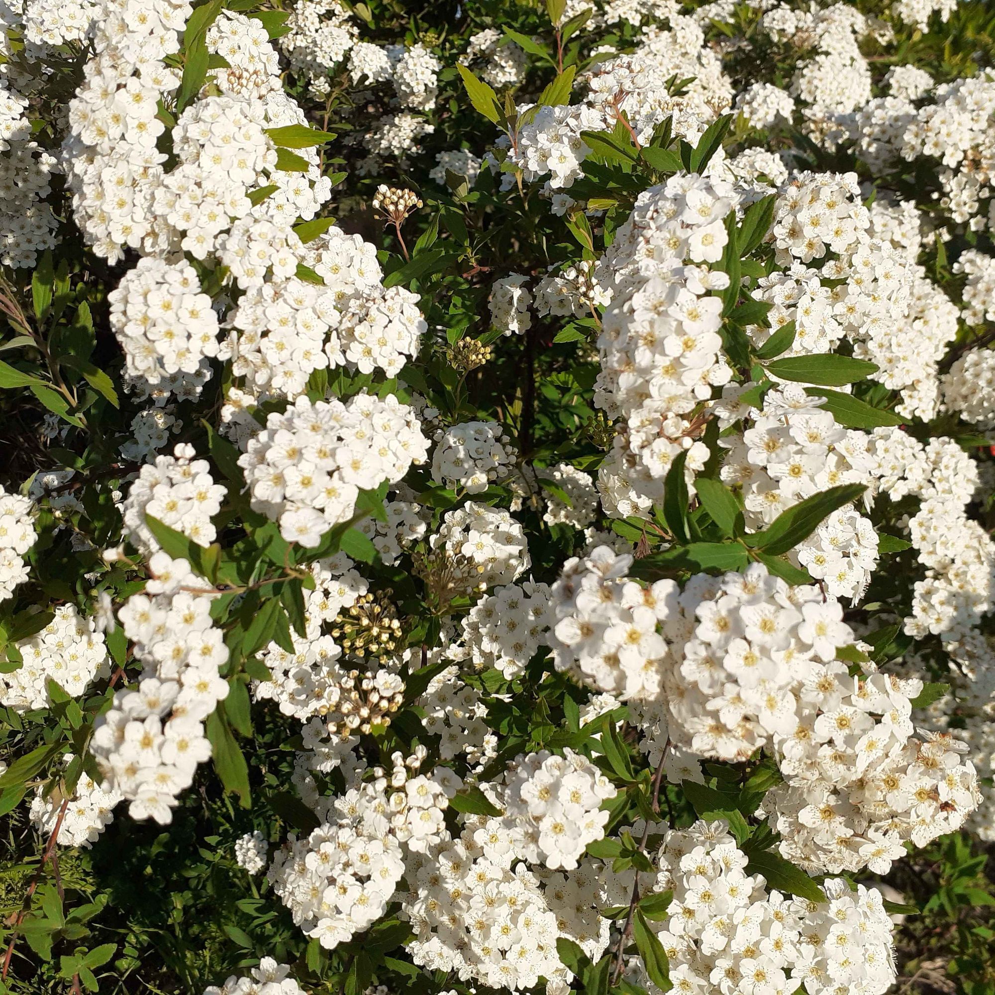 Closer look at the bridalwreath spirea blooms