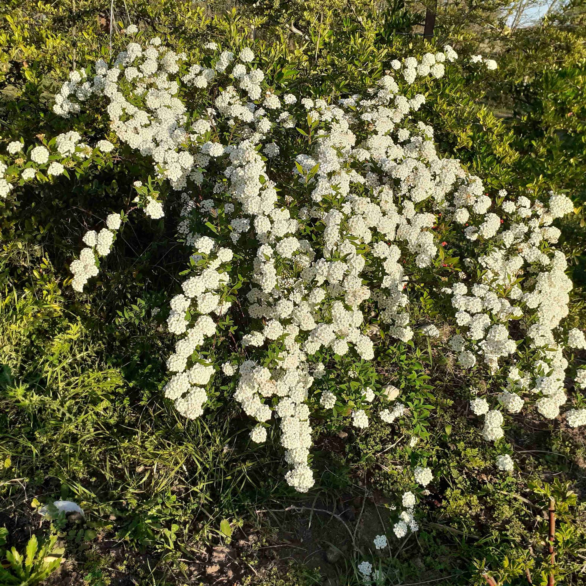 Bridalwreath spirea in full bloom