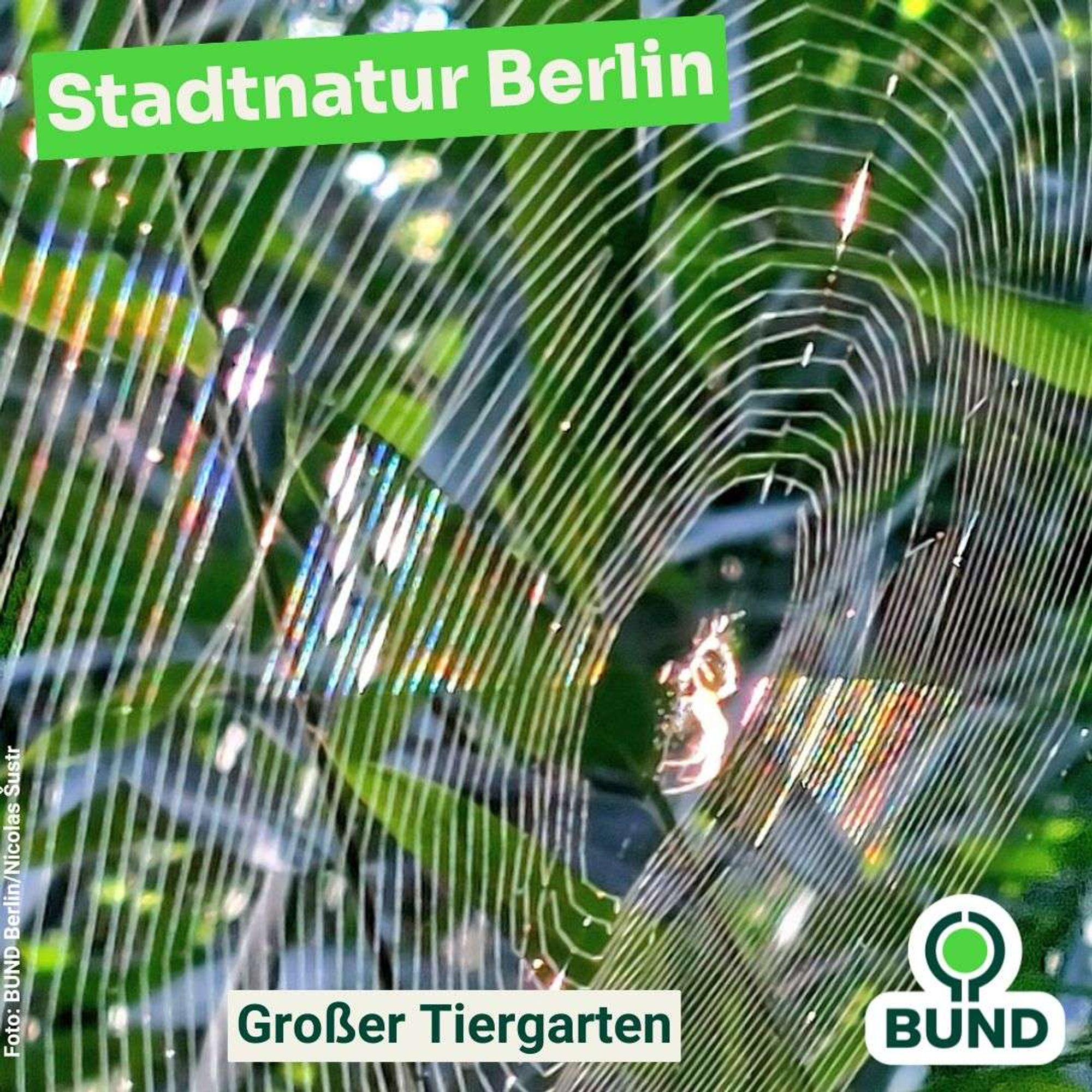 Spinne im Zentrum eines Spinnennetzes, das in der Sonne glitzert.