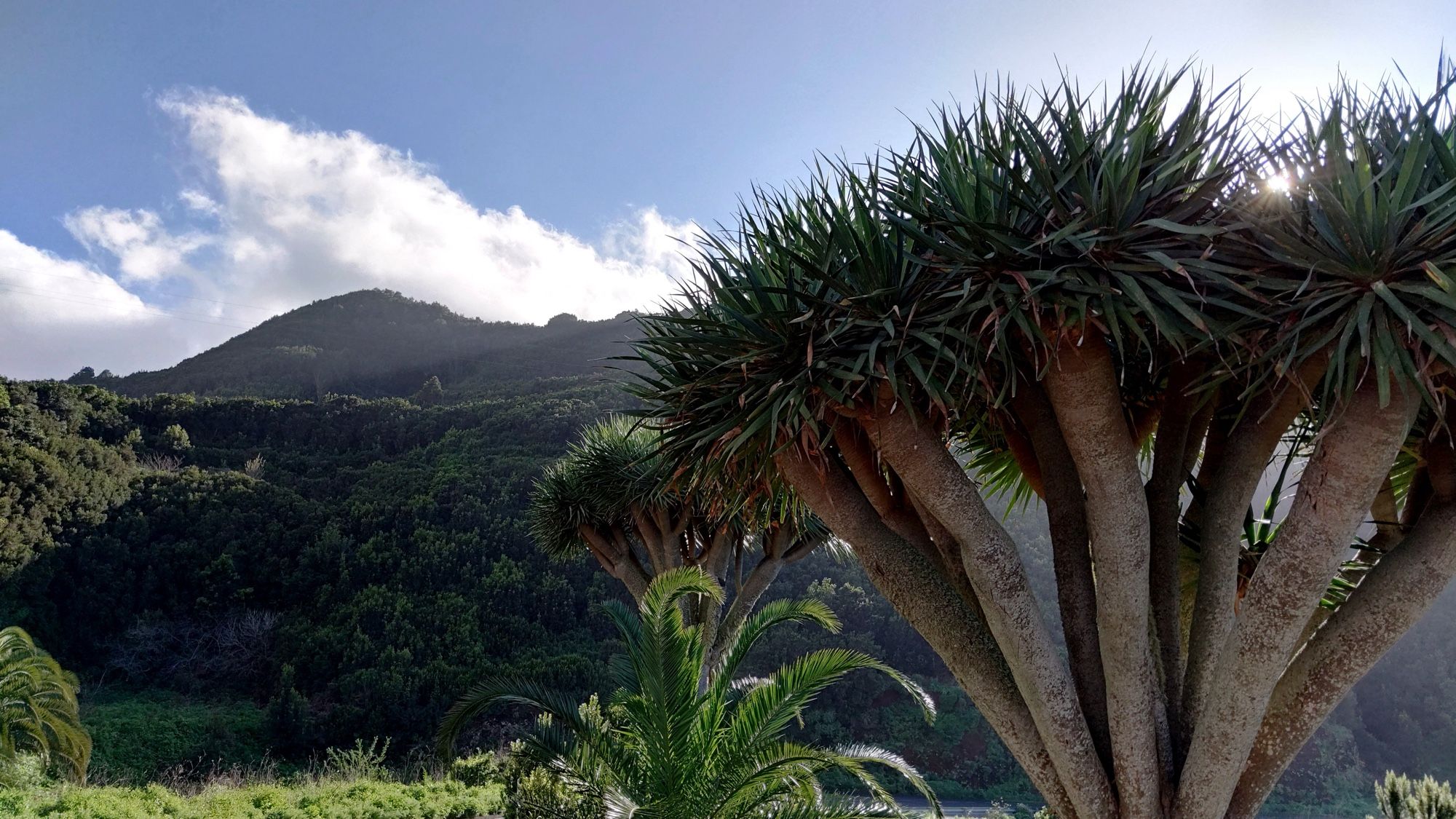 Zu sehen sind Palmen auf der Insel La Palma mit Blick in die Berge im Norden der Insel.