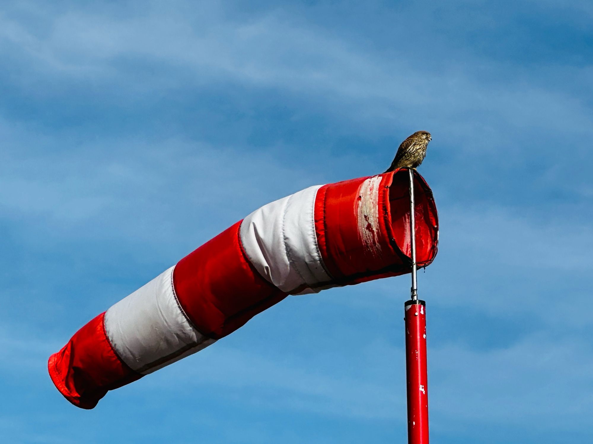 Zu sehen ist ein Windmesser in rot weiß gestreift. Im Hintergrund ist blauen Himmel zu sehen. Auf dem Windmesser sitzt ein Vogel.