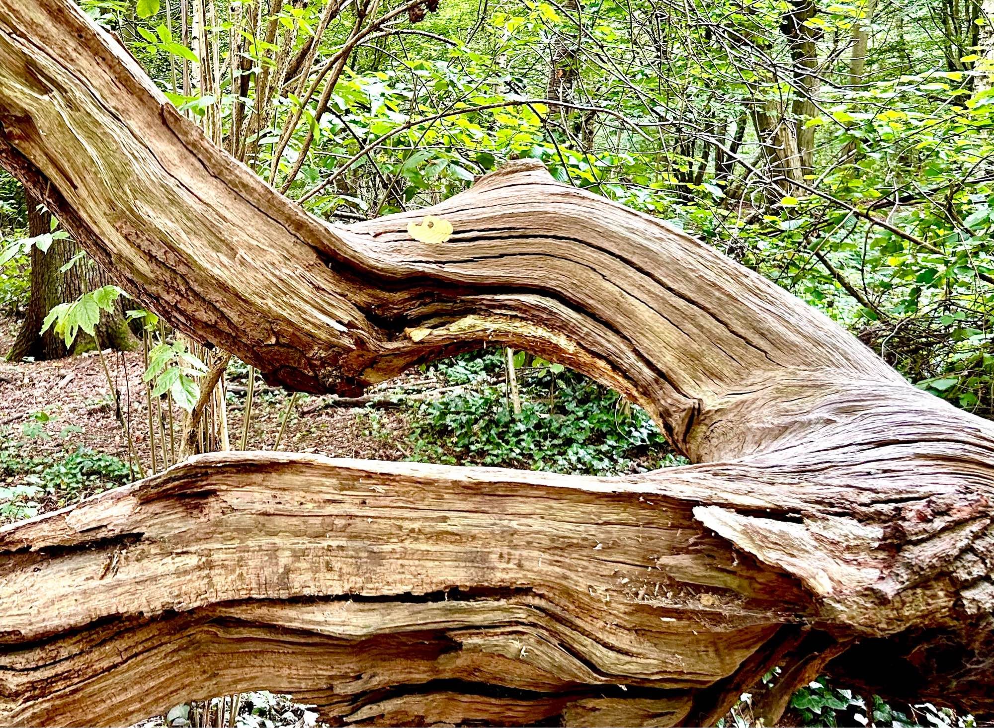 A fallen tree shows how the trunk branches into two with lines and swirls of wood as they curve across the image