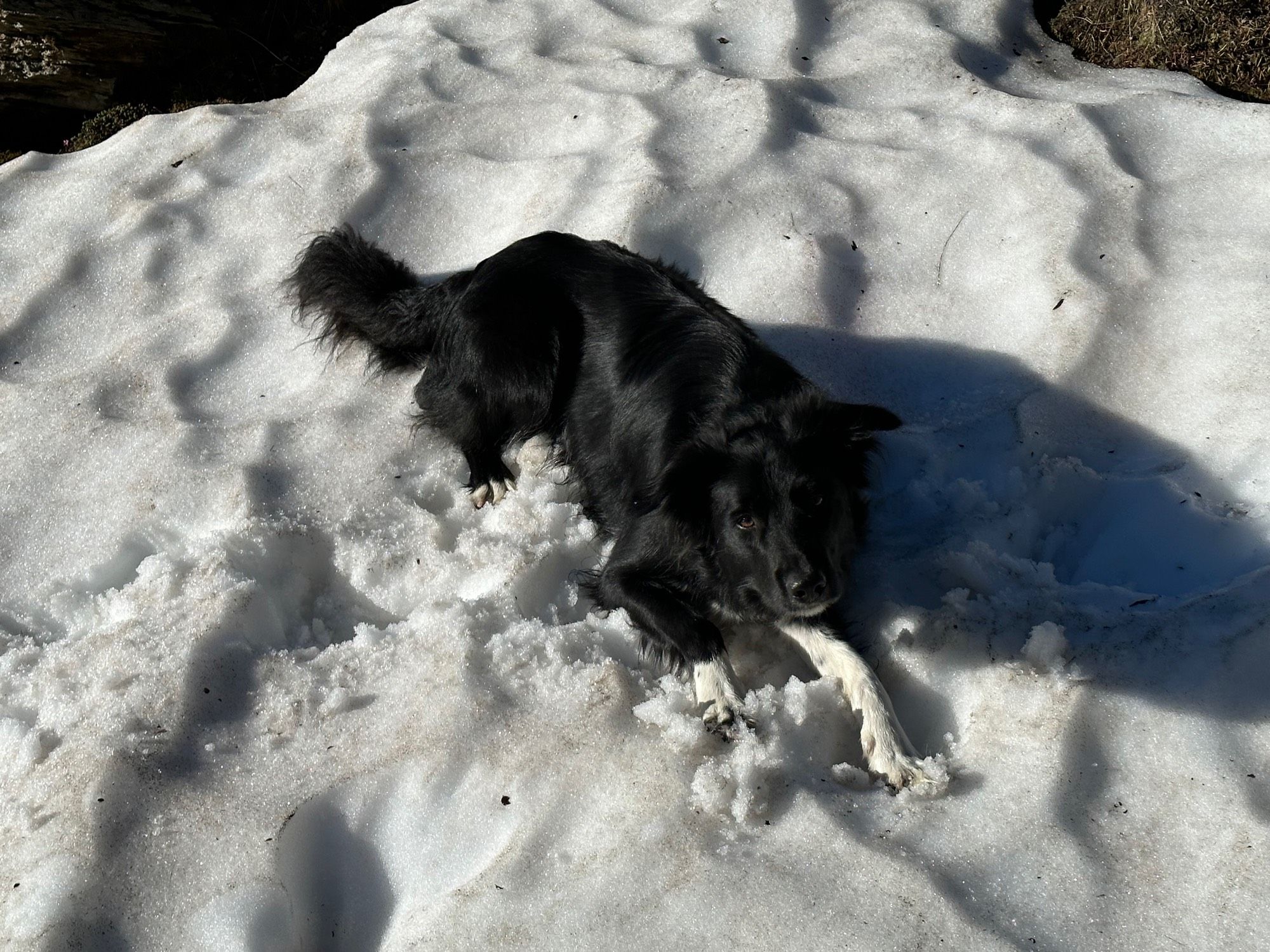 Un chien noir nommé Snoop allongé sur un névé (plaque de neige) en montagne.