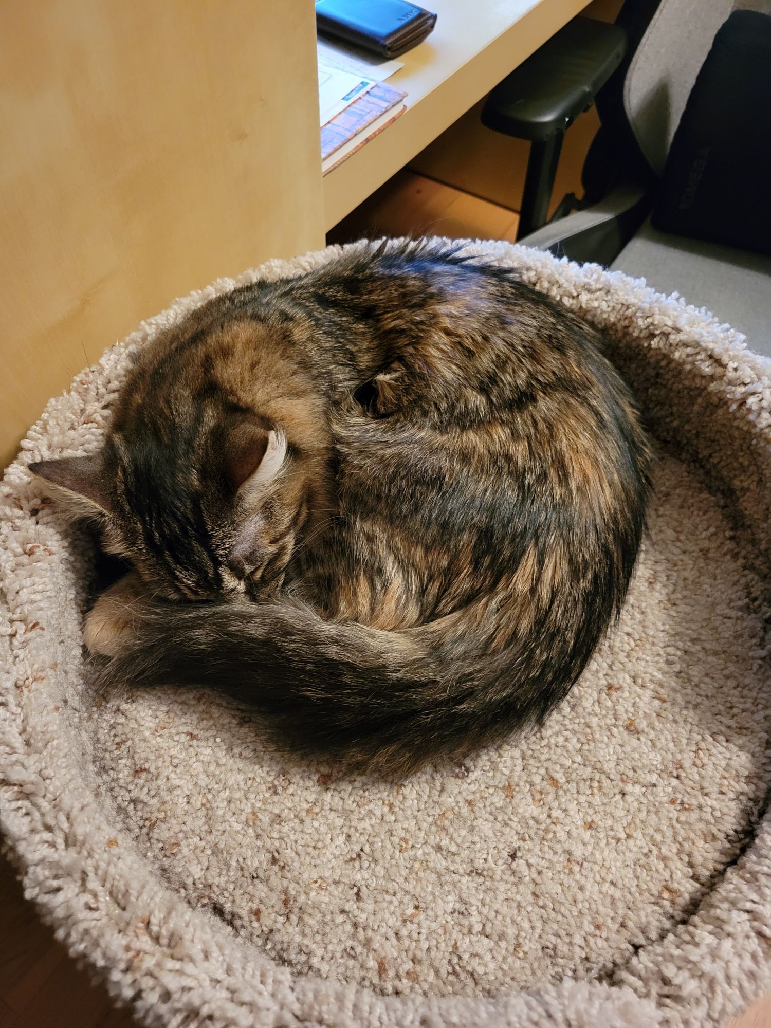 A cat curled into the circular top of a cat tower from above, looking somewhat like a cinnamon roll.